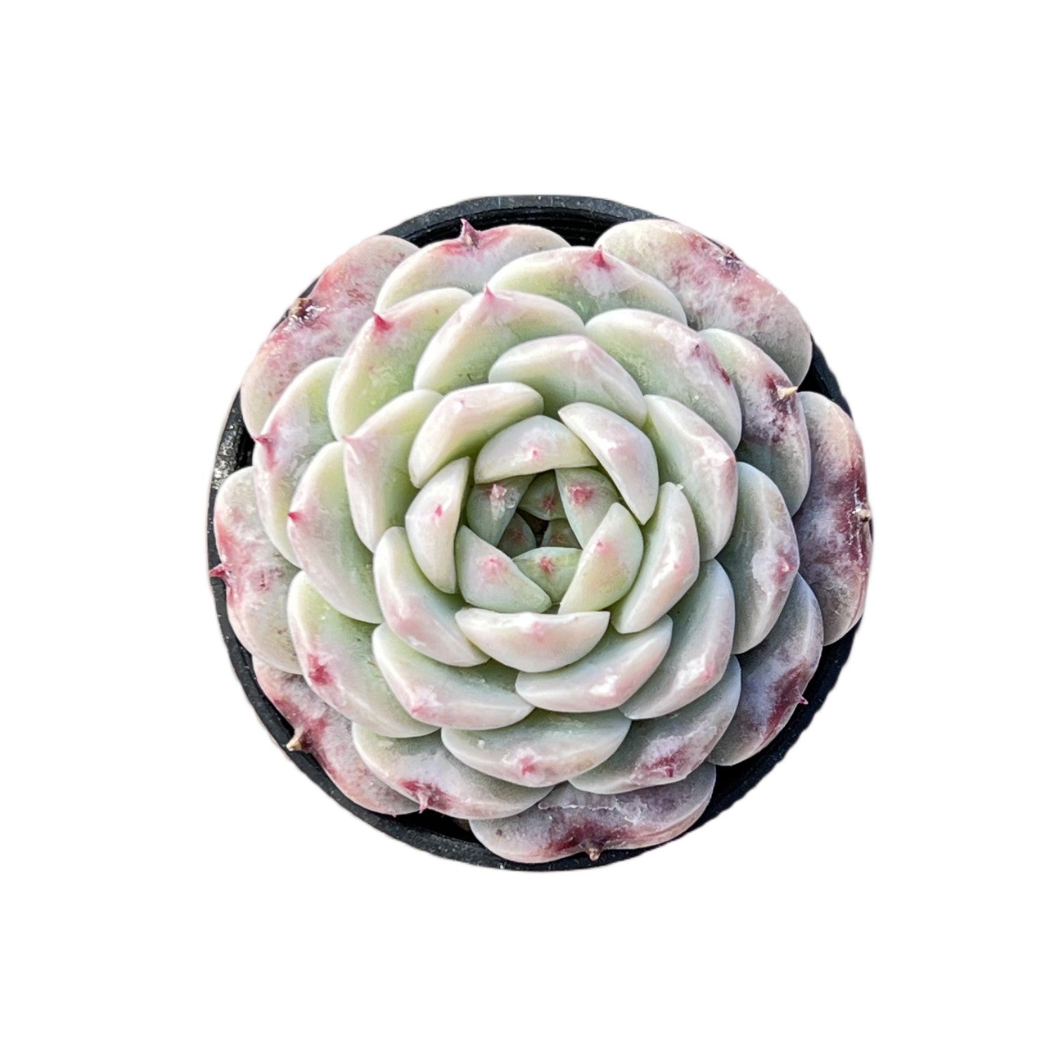 red velvet succulent Echeveria 'Red Velvet'