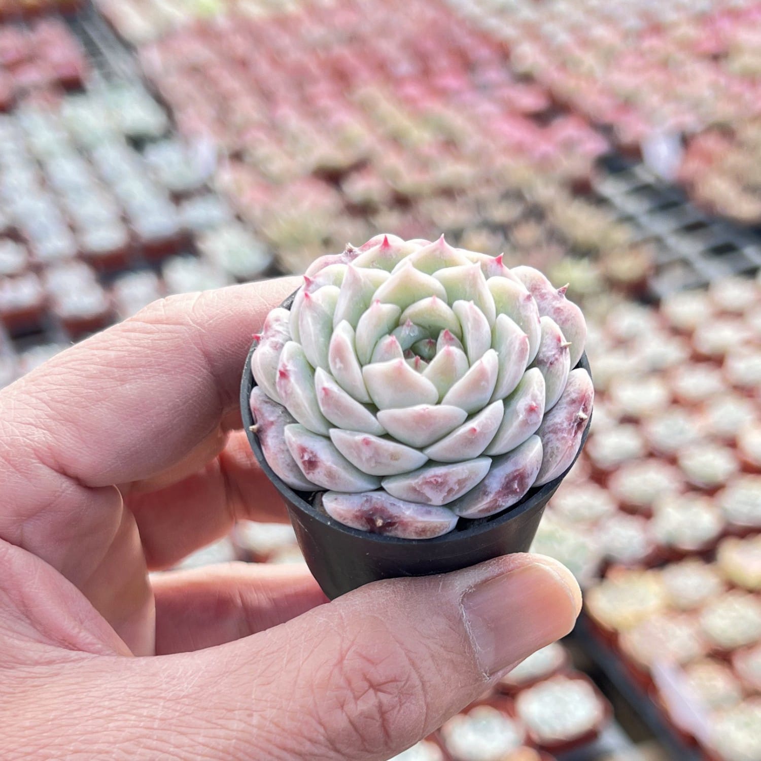 echeveria red velvet succulent Echeveria 'Red Velvet'