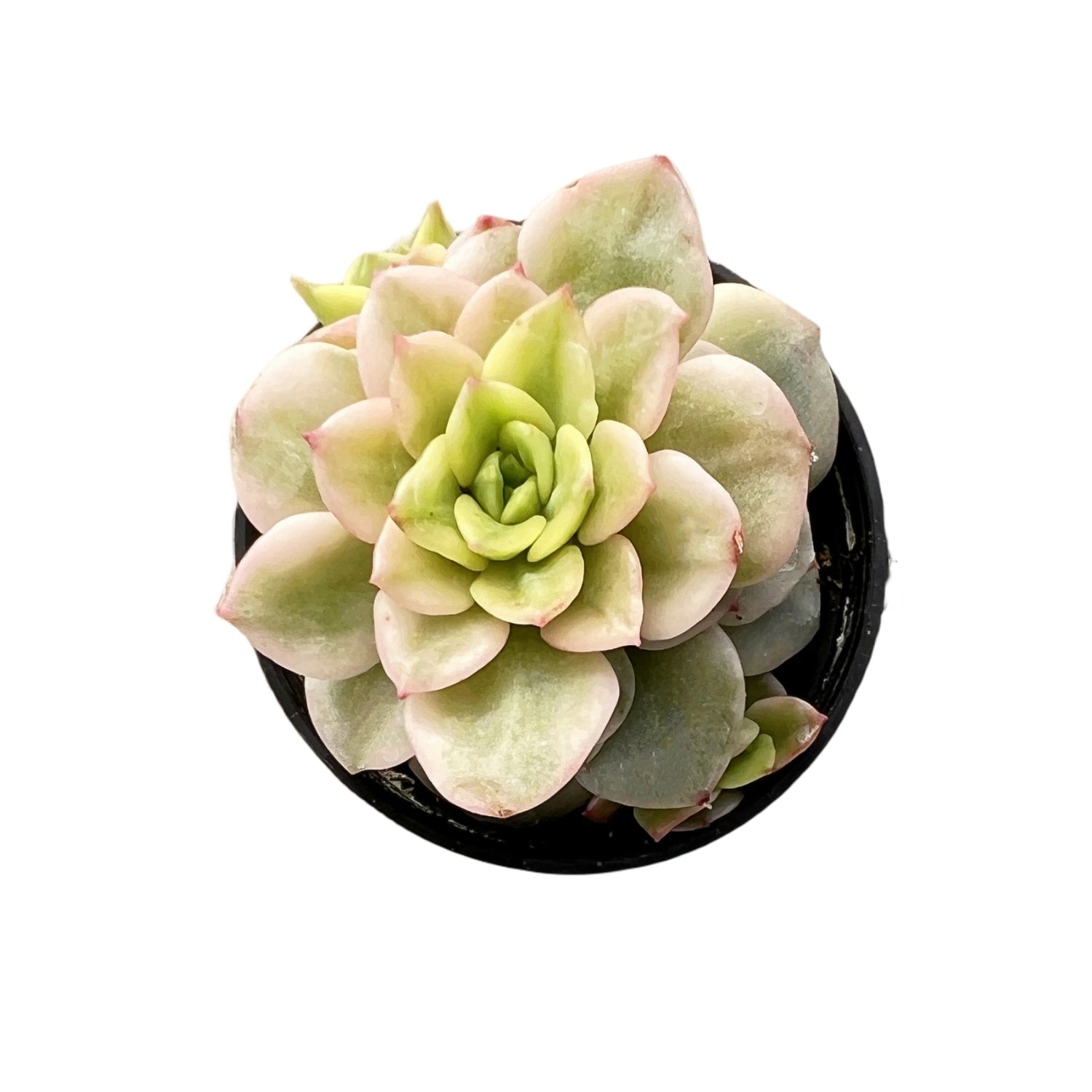 echeveria rolly cluster succulent plant Echeveria 'Rolly' Variegata