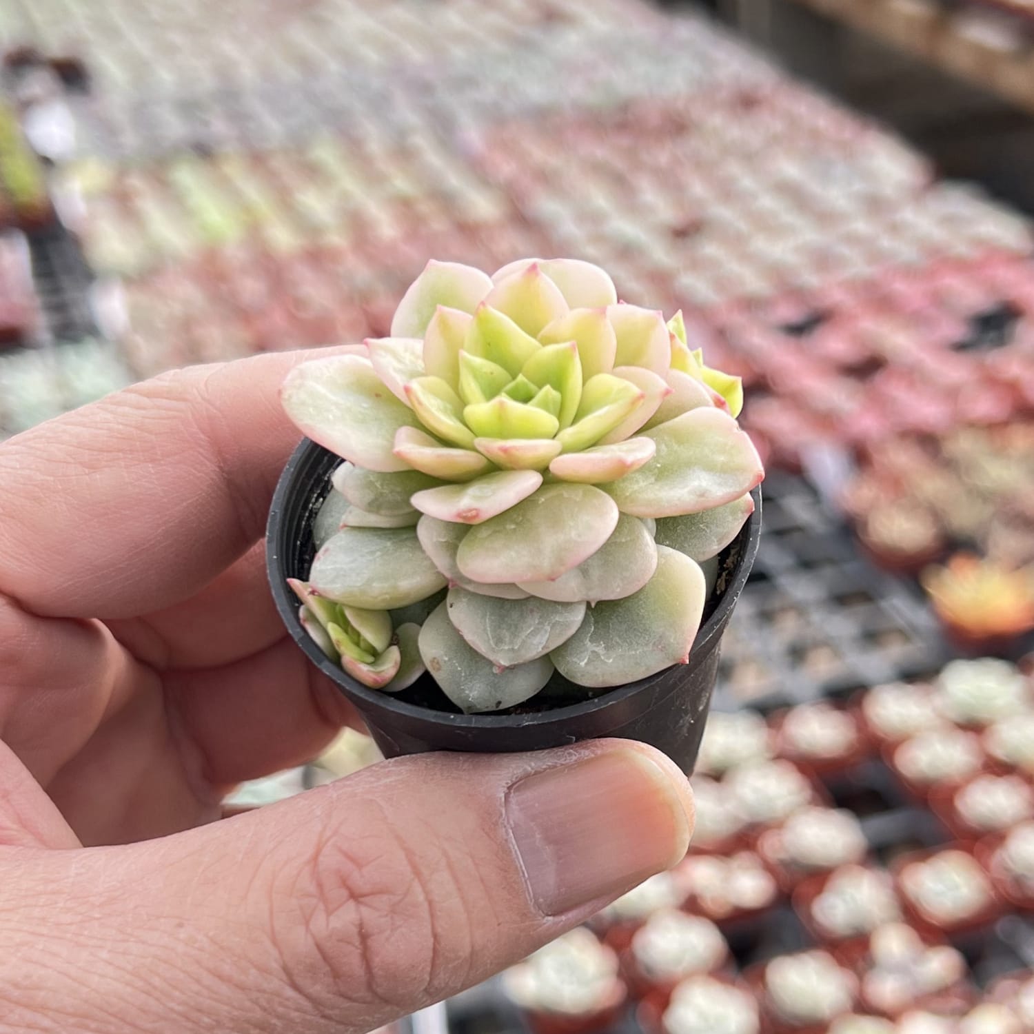 echeveria rolly cluster succulent plant Echeveria 'Rolly' Variegata