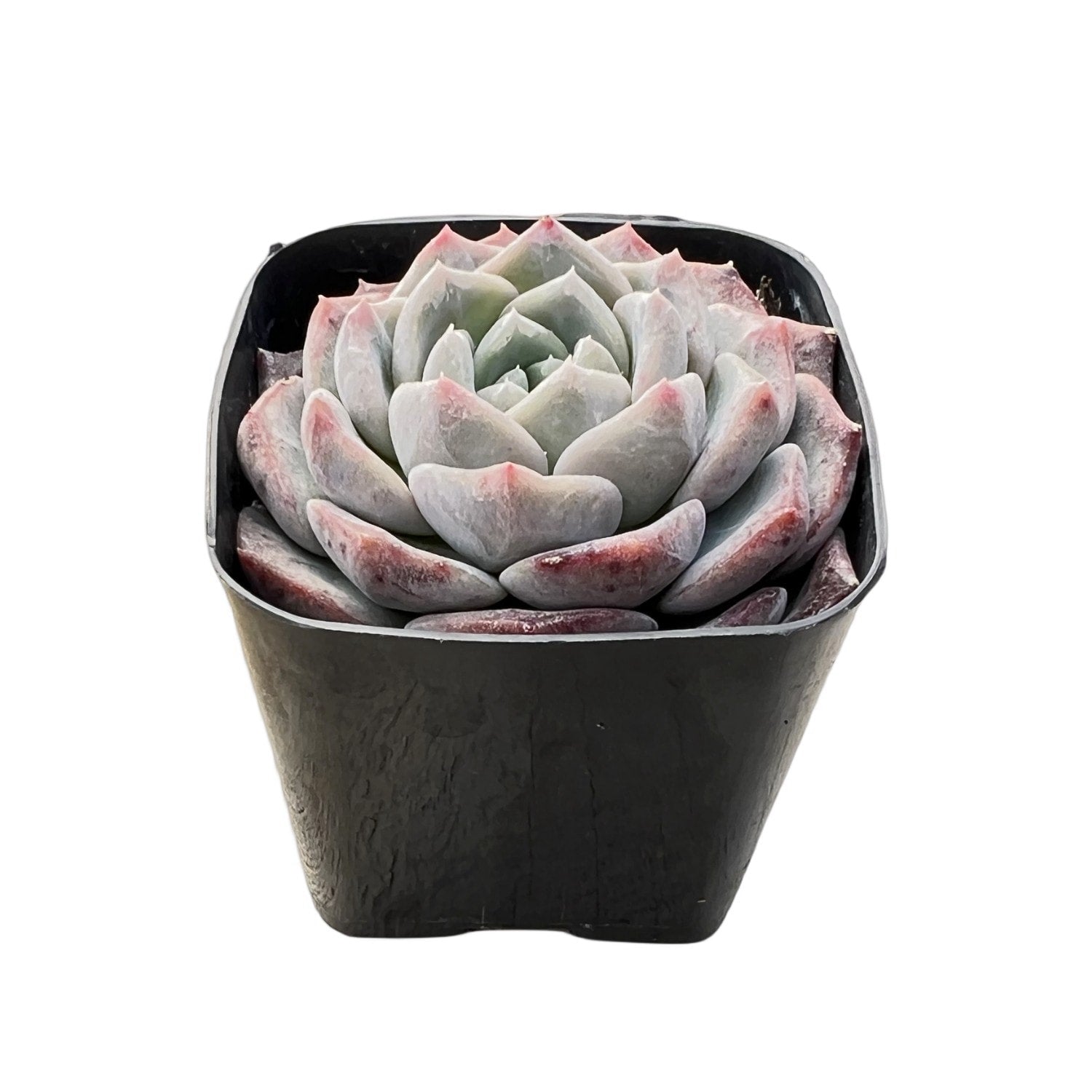 succulent snowbird Echeveria Snow Fairy