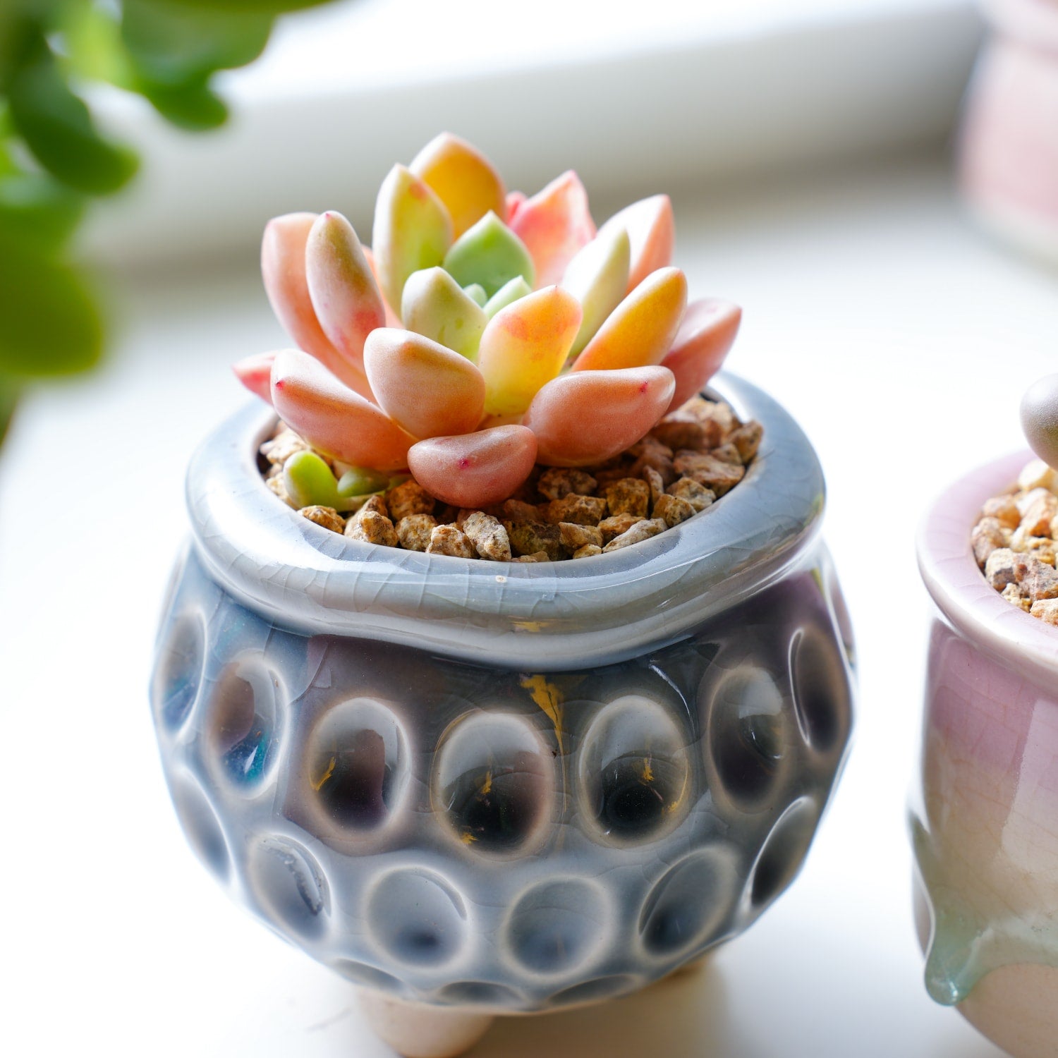 deer resistant succulents Echeveria Spotted Deer (Rare) – Thenextgardener