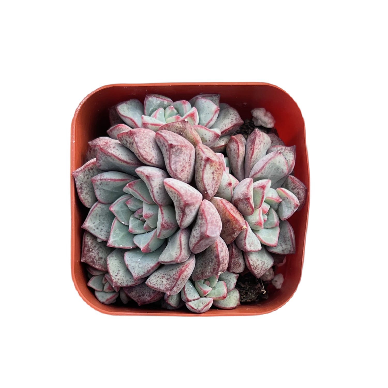 succulent sub Echeveria Subcorymbosa Lau 030 – Thenextgardener
