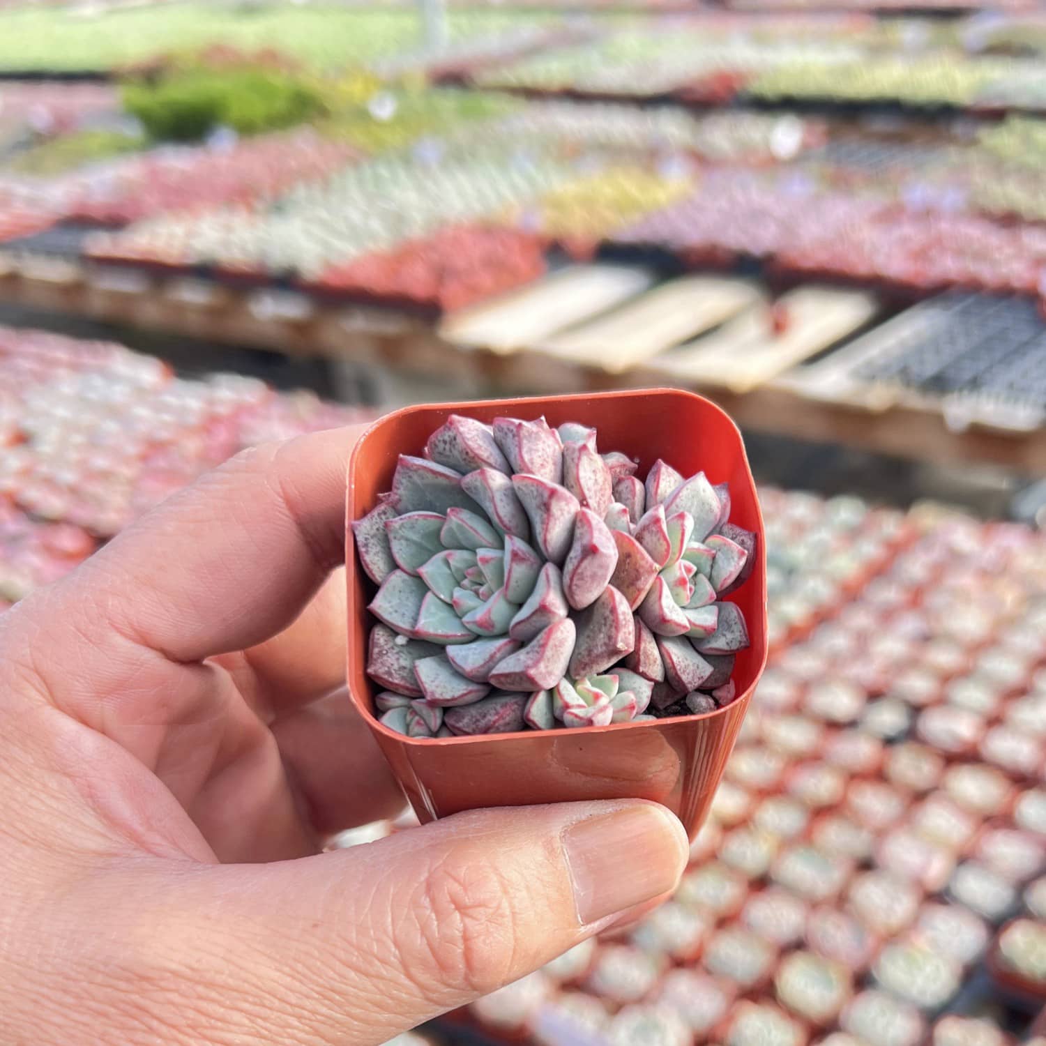 succulent sub Echeveria Subcorymbosa Lau 030 – Thenextgardener