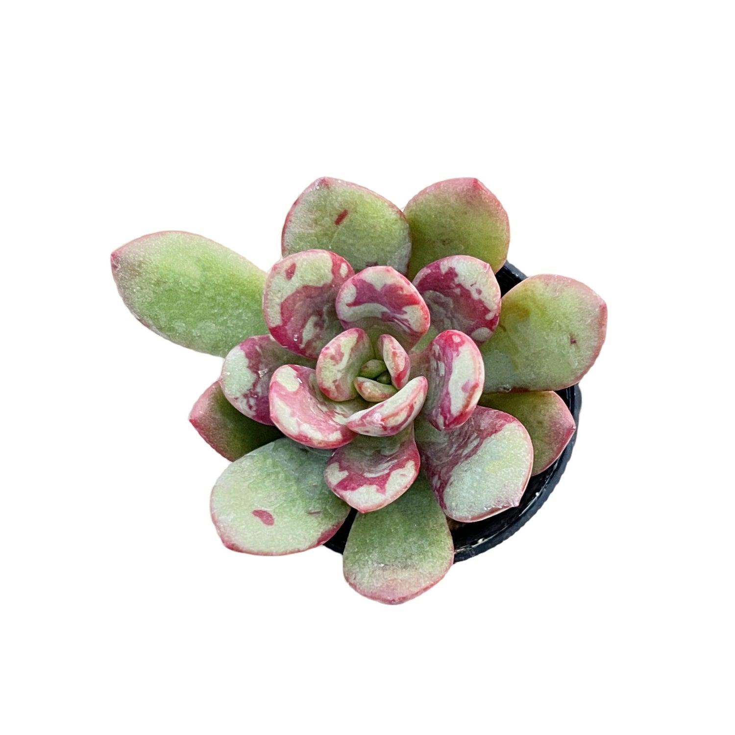 jelly jam succulent Echeveria THE NEXT Gardener Huadan