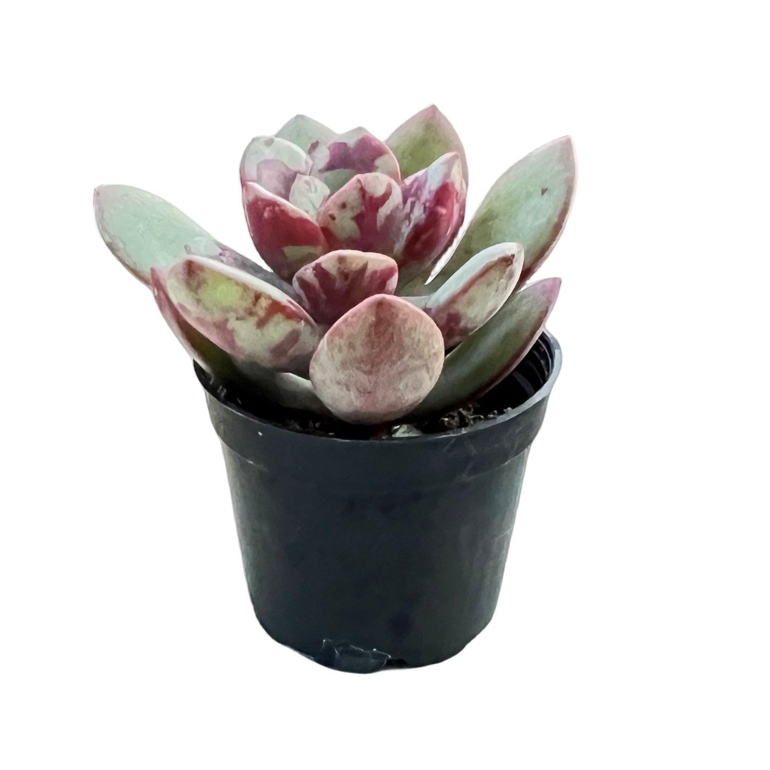 next succulent Echeveria THE NEXT Gardener Huadan