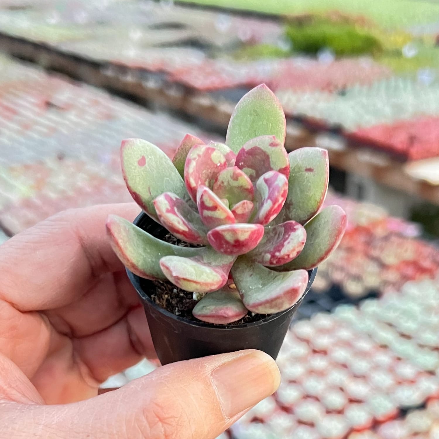 dangwa succulents price Echeveria THE NEXT Gardener Huadan