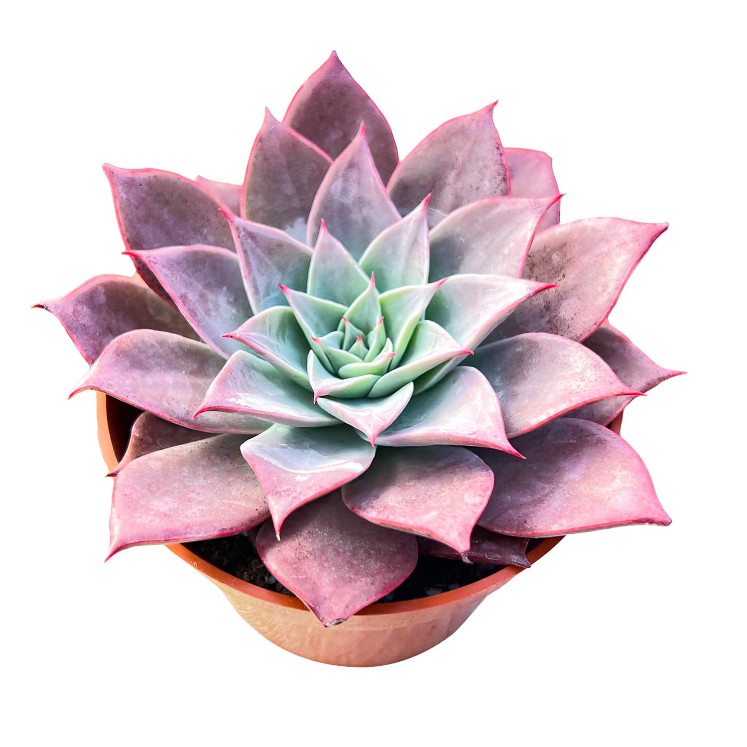 the next gardener succulents Echeveria The Next Gardener Meiya (4 inch)