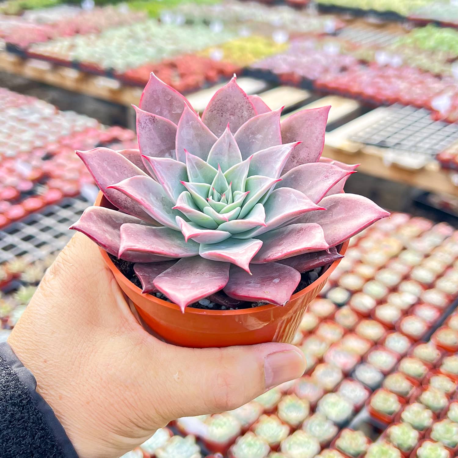the next gardener succulents Echeveria The Next Gardener Meiya (4 inch)