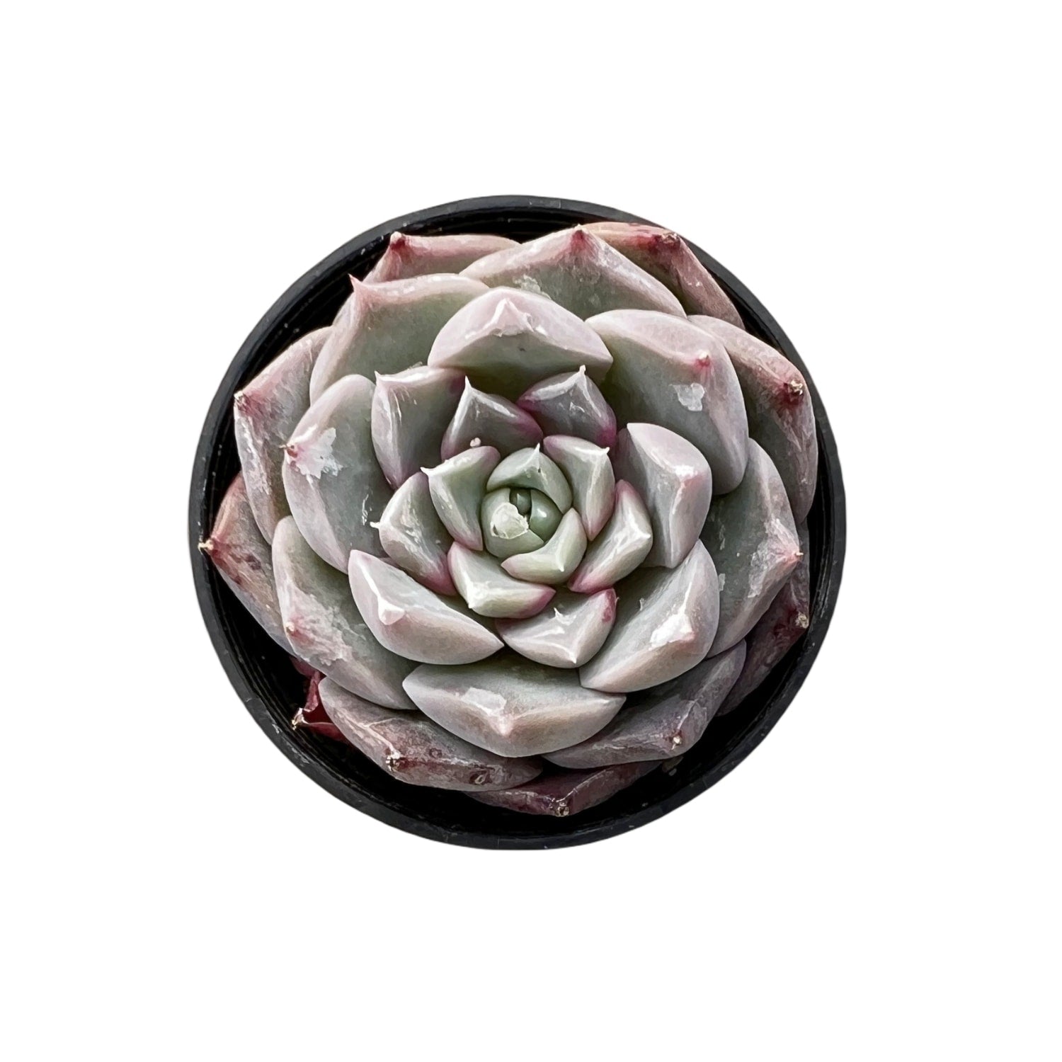 the next gardener succulents Echeveria The Next Gardener Perfume Taro 5 Plants