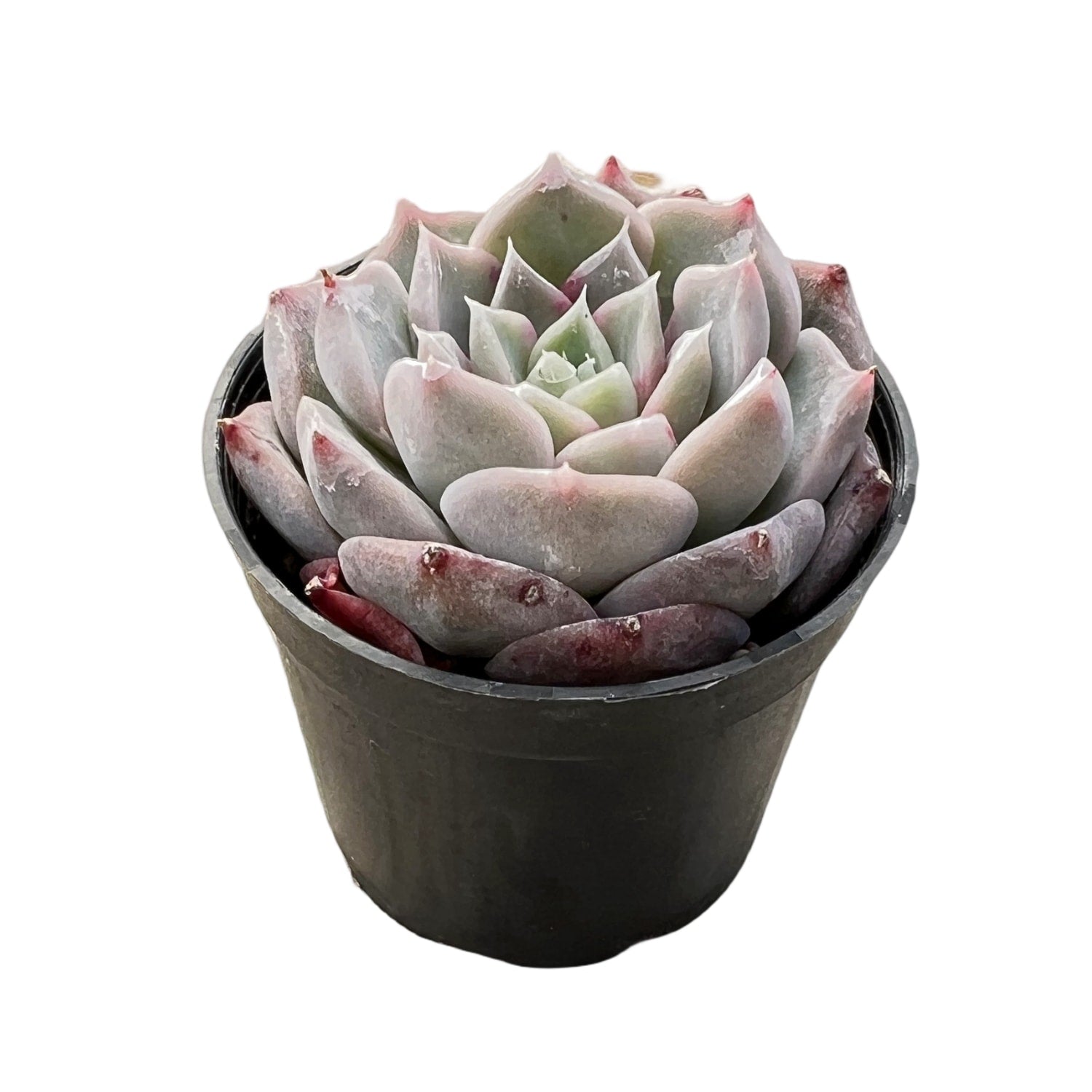 succulent perfume Echeveria The Next Gardener Perfume Taro 5 Plants