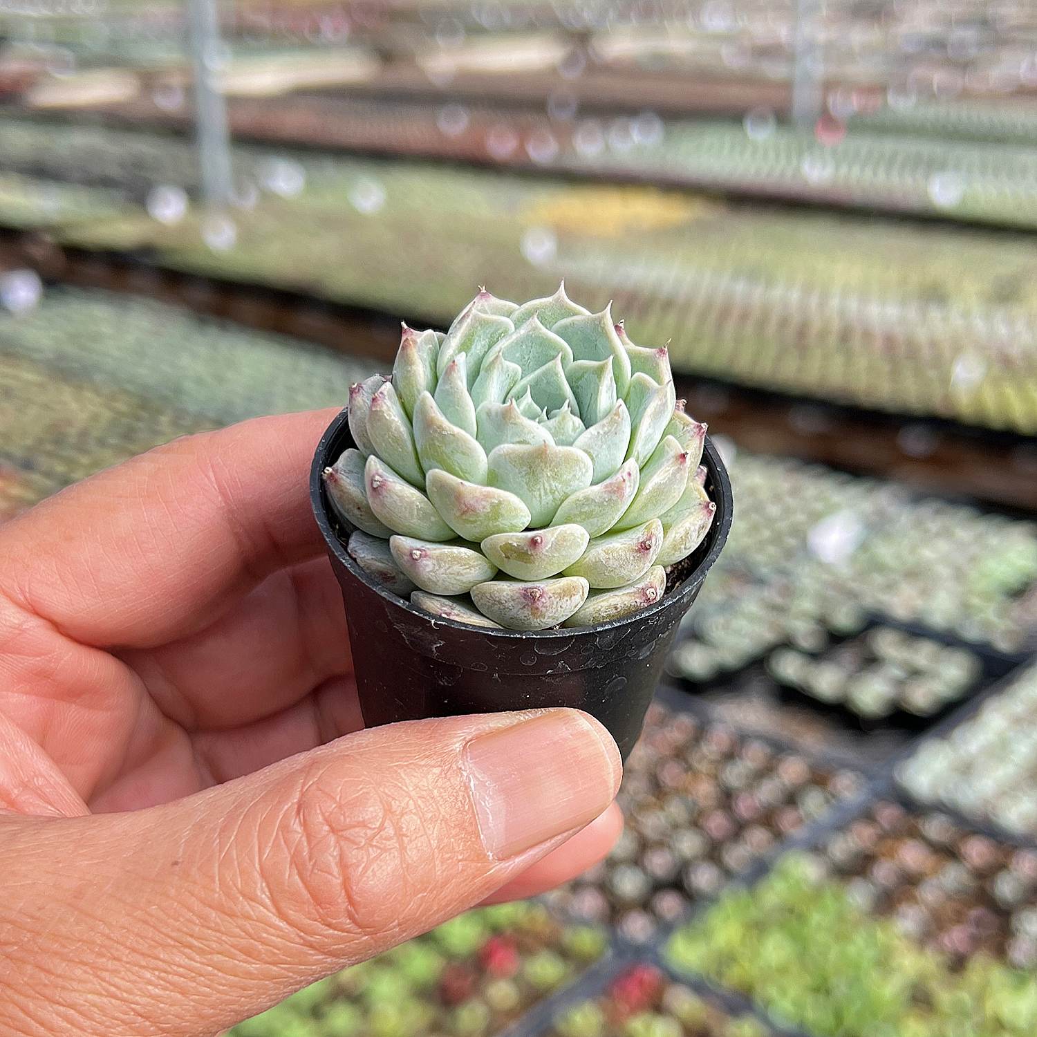the next gardener succulents Echeveria The Next Gardener Pink Sea