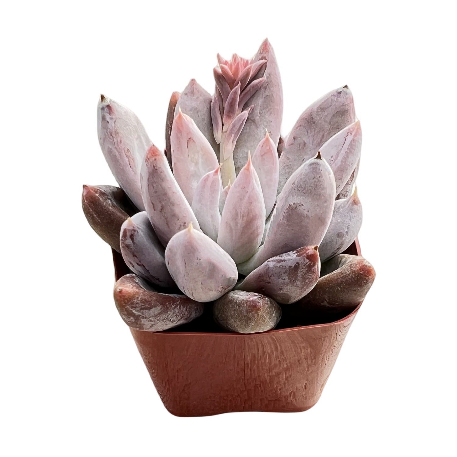 black swan succulent Echeveria Tolimanensis (Rare)
