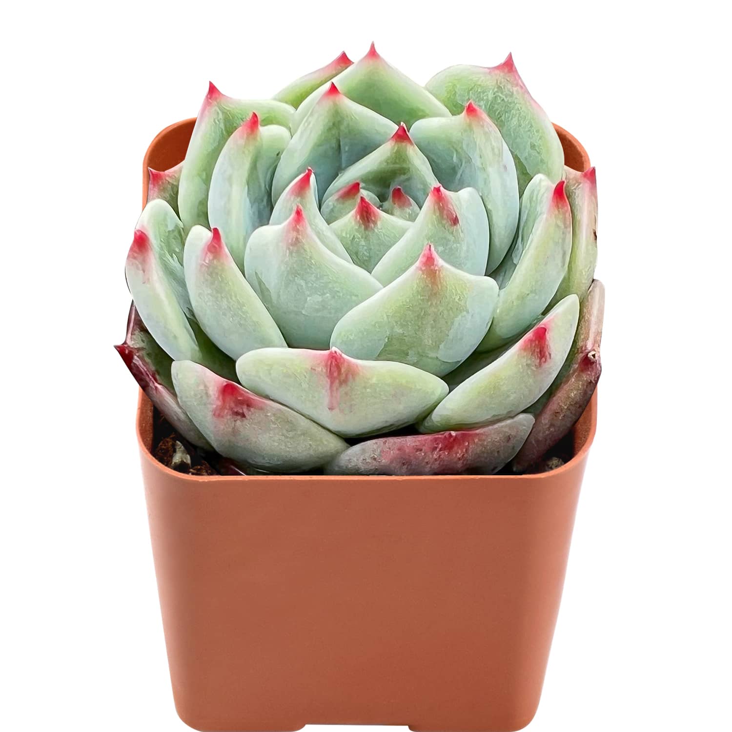 dragon claw succulent Echeveria White Dragon