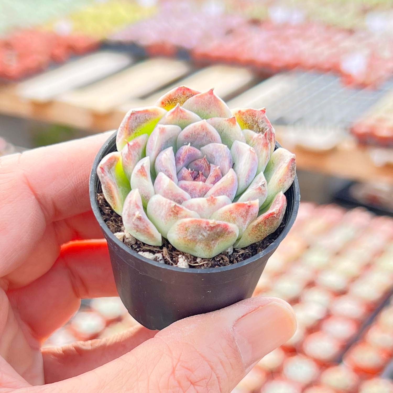 succulent fairy Echeveria Zixia Fairy