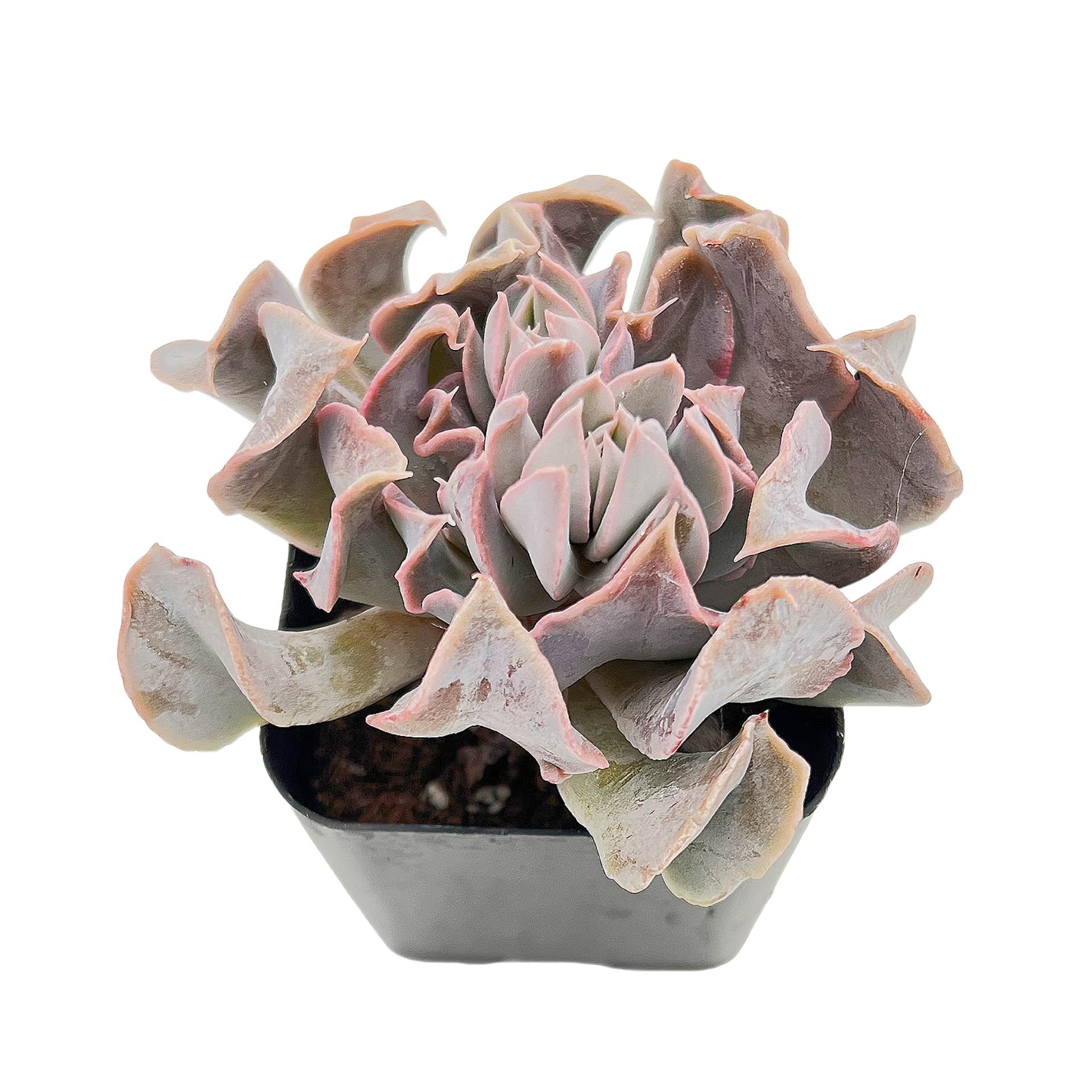swan lake succulent Echeveria 'Swan Lake'