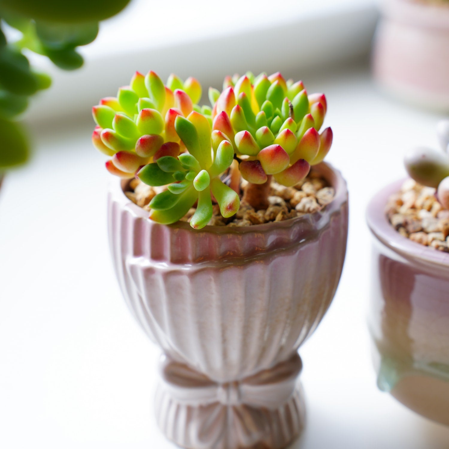apple beauty succulent Echeveria cv. Blue Apple/ Blue Elf