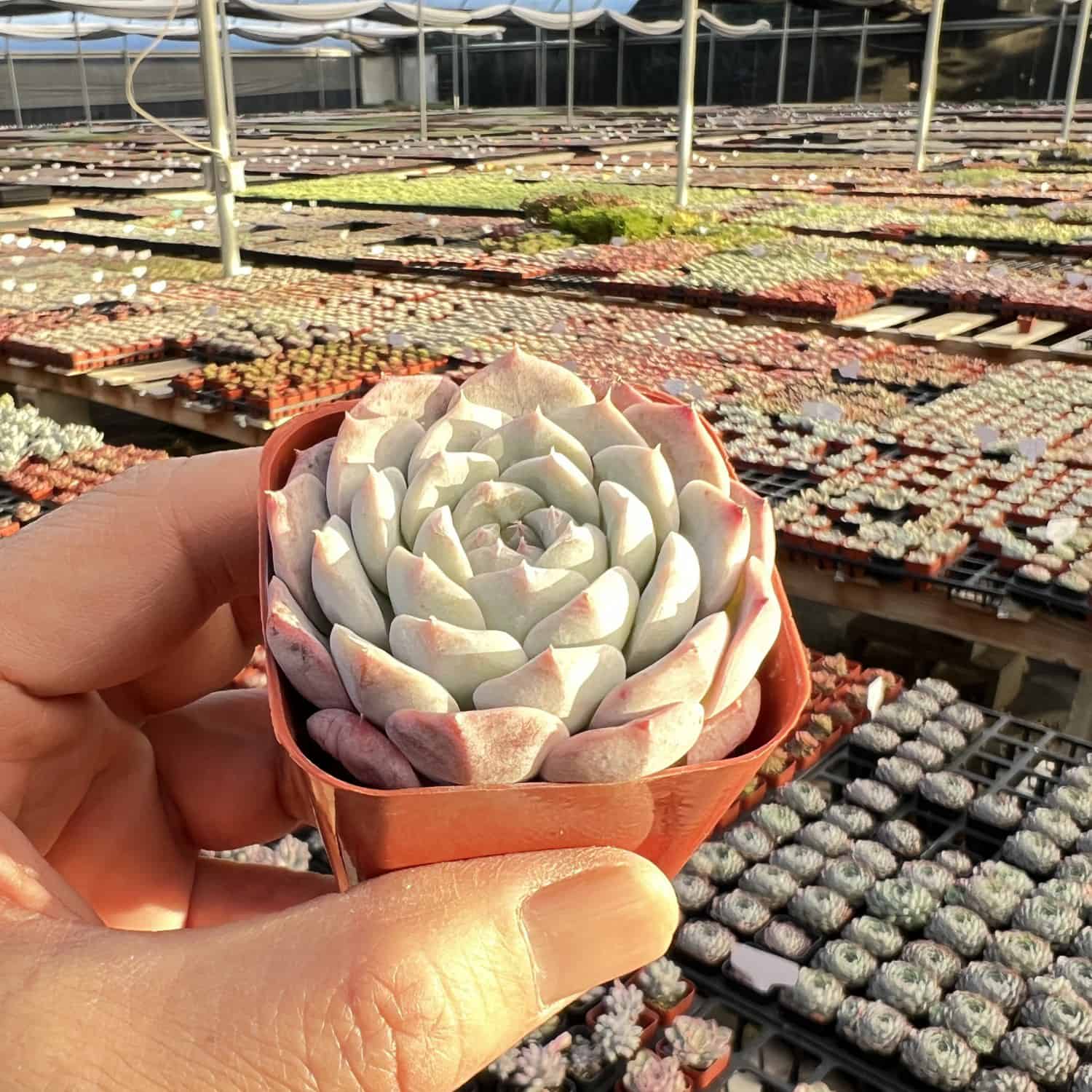 pixie plant succulent Echeveria sp. 'Pixie Bunny'