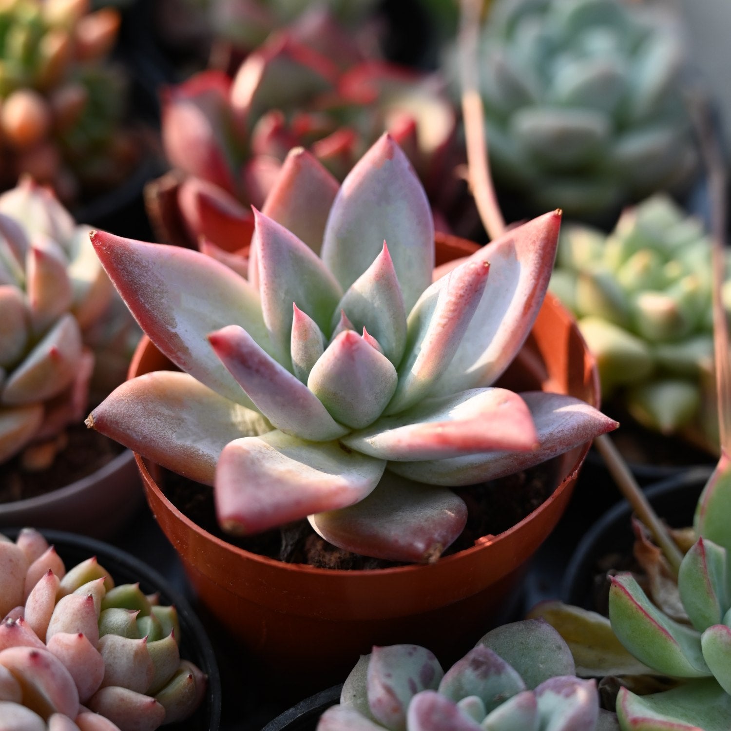 colorata succulent Echeveria Colorata var. Brandtii
