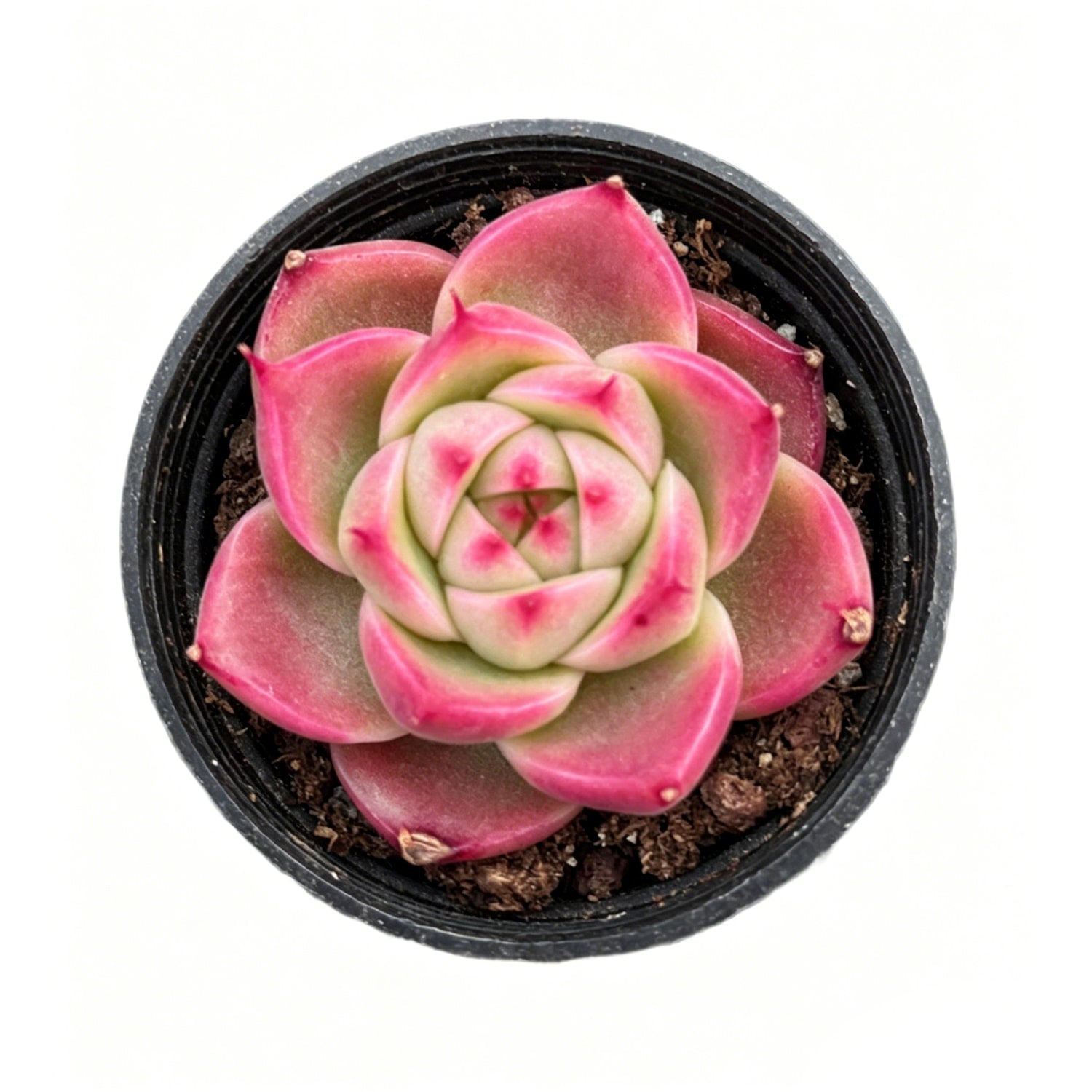 echeveria hybrid succulent Echeveria Hybrid Carmine – Thenextgardener