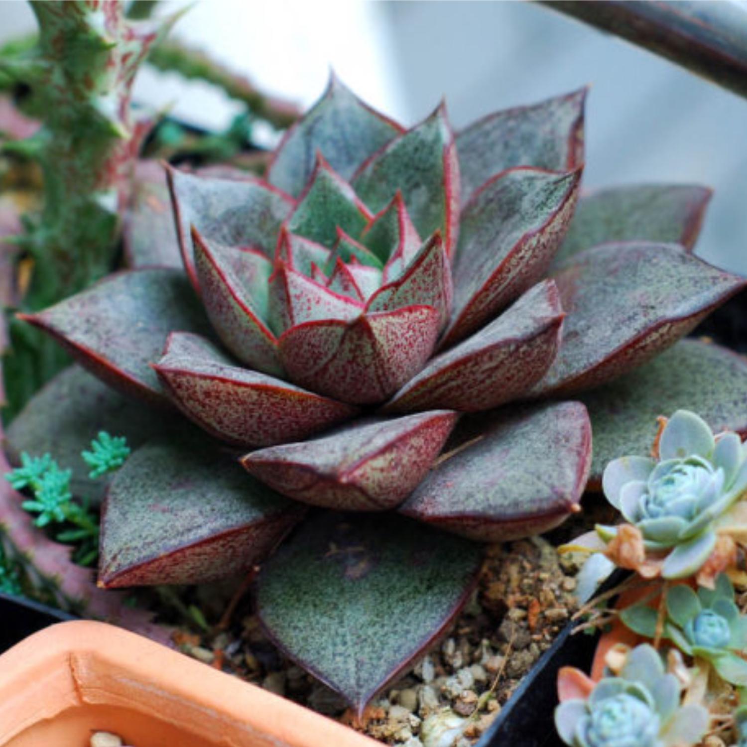 purpusorum succulent Echeveria Purpusorum (4 inch)
