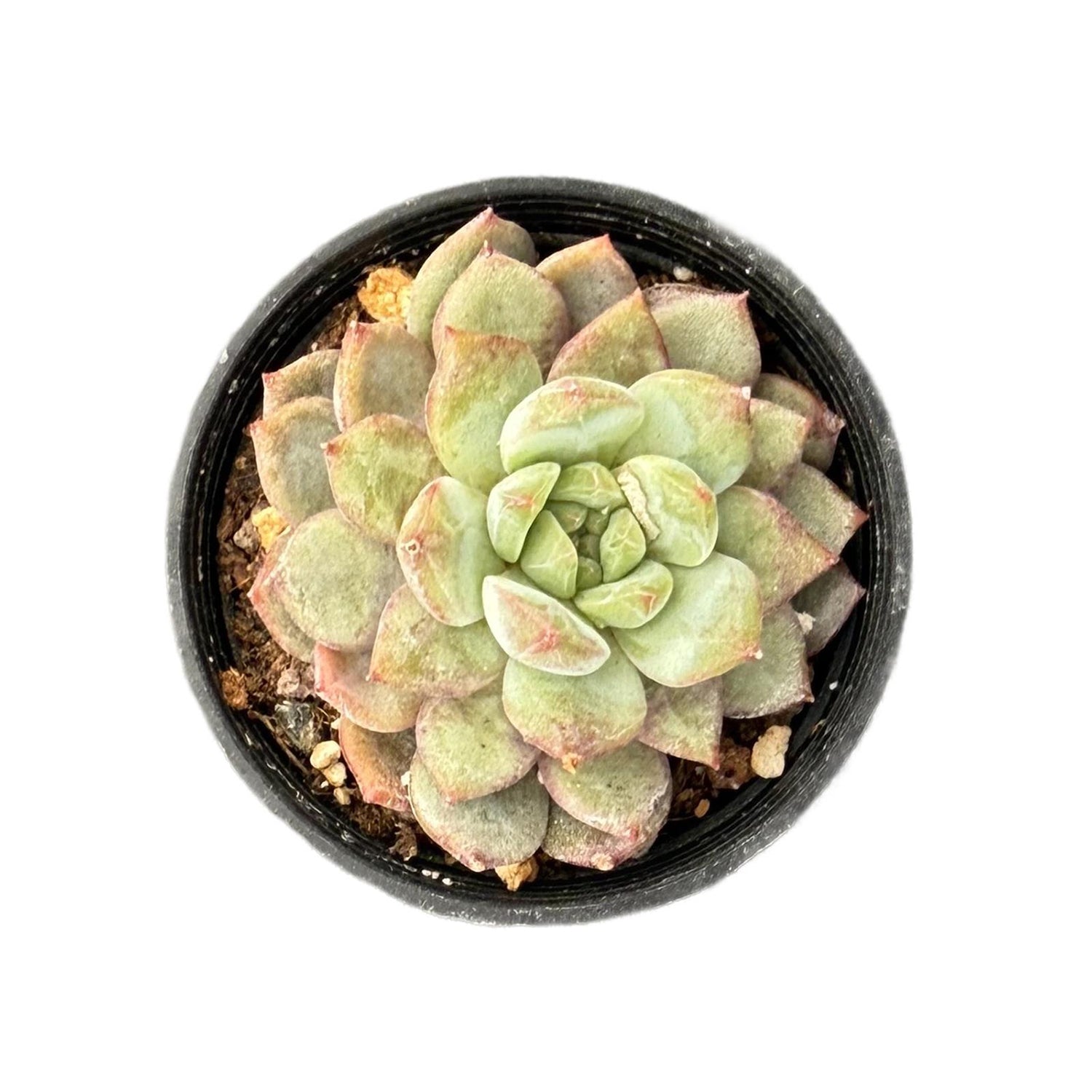 blush succulent Echeveria Rosy Blush – Thenextgardener