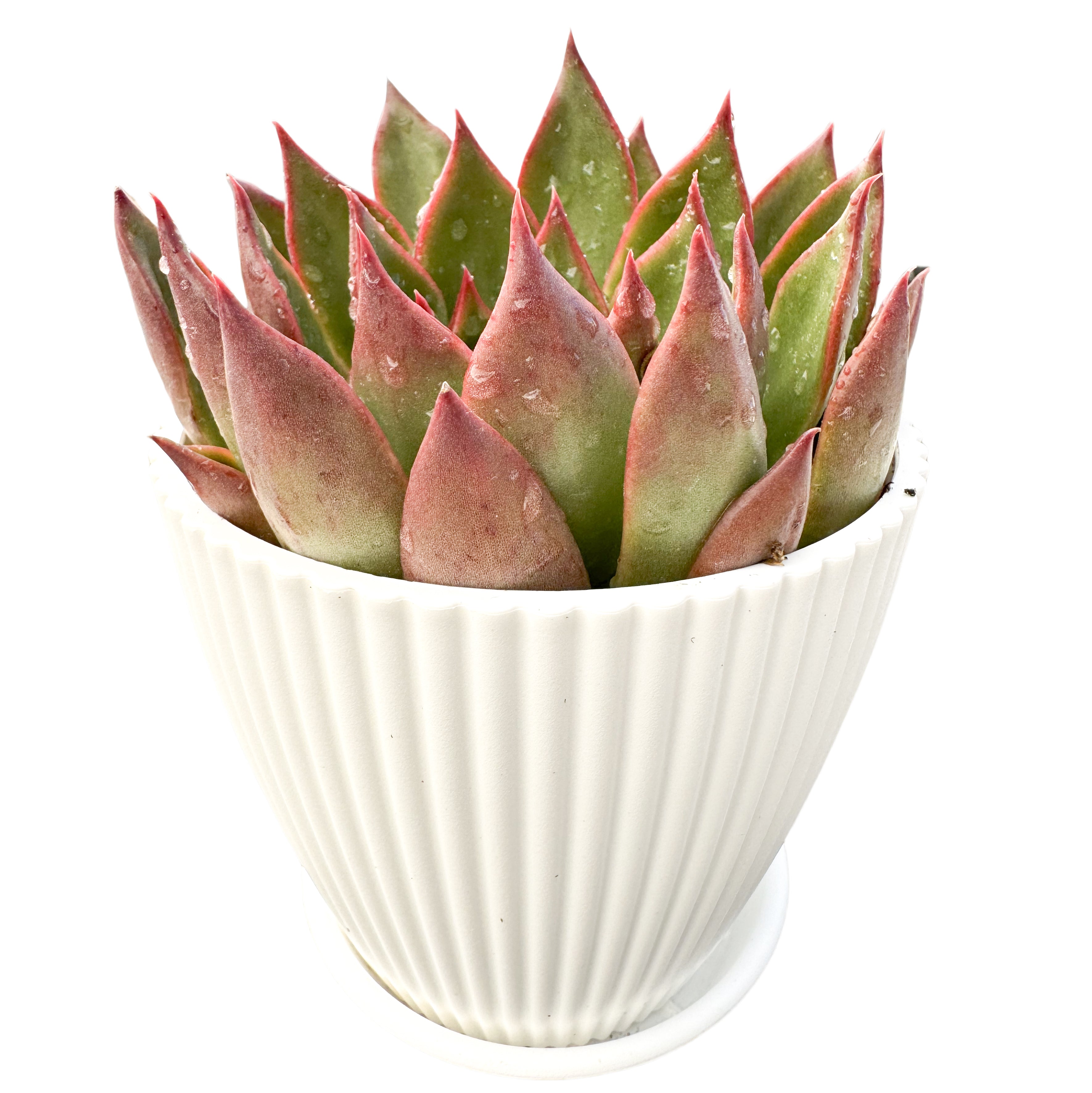 succulent horse Echeveria Agavoides Wild Horse (4 inch)