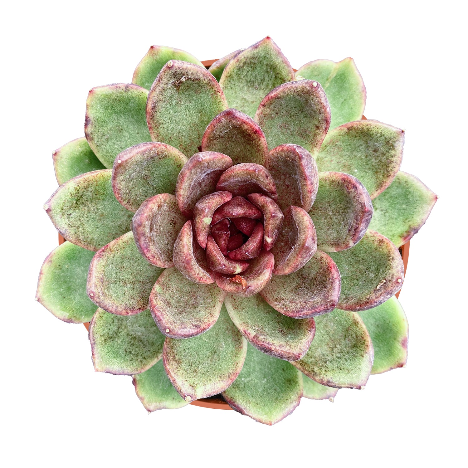 amethyst succulent Echeveria 'Amethyst' (4 inch)