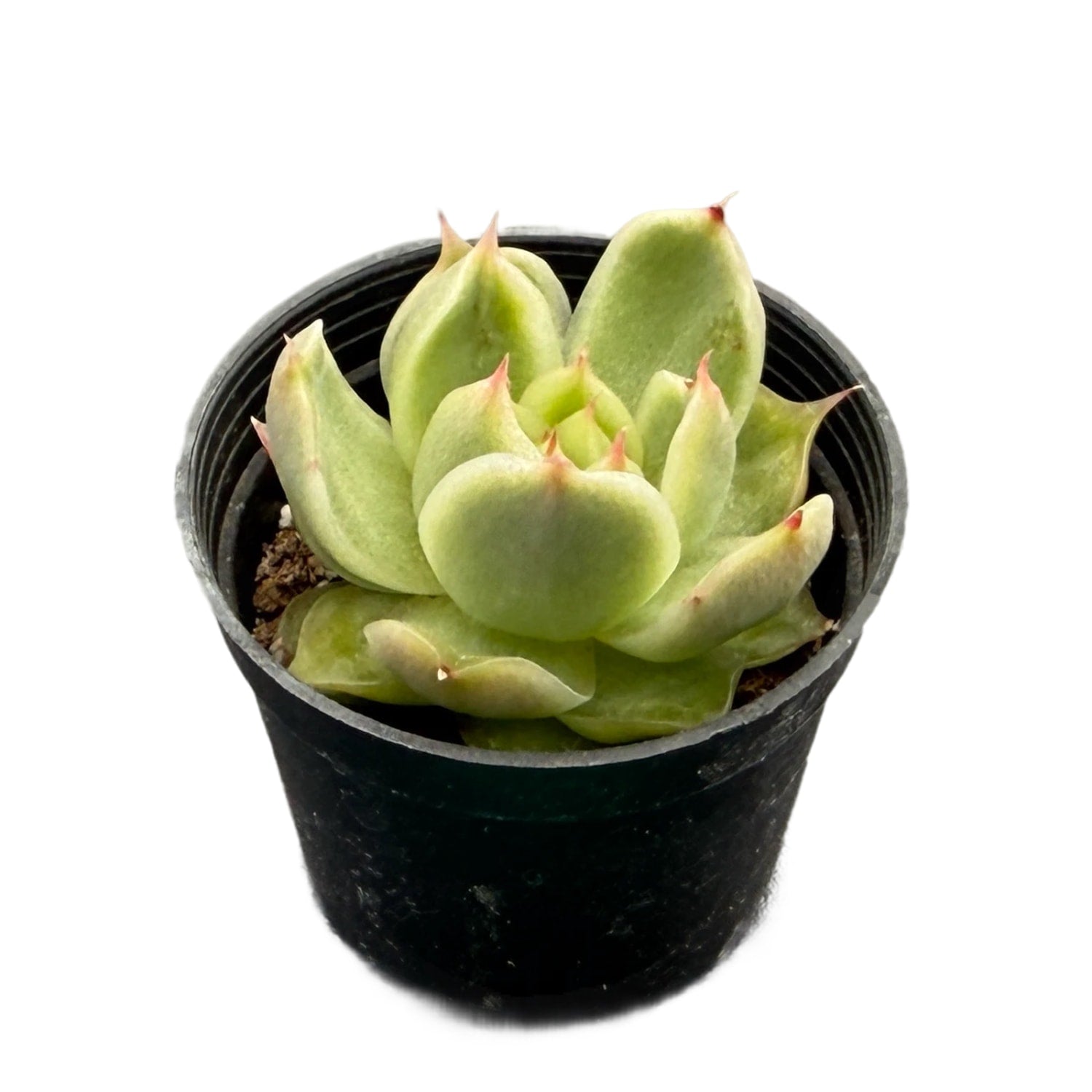 eye succulent Echeveria 'Big Eyes' – Thenextgardener