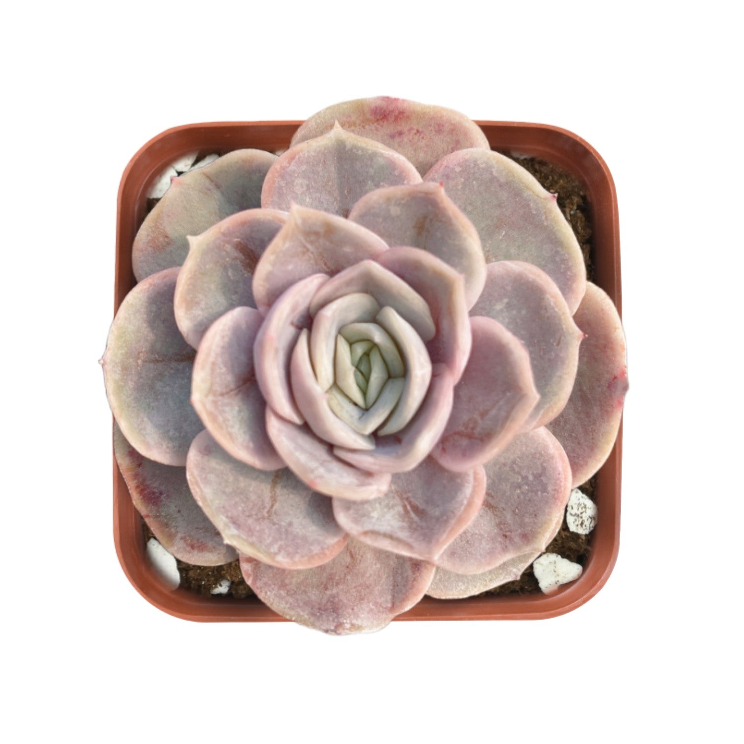 succulent surprise Echeveria 'Blue Surprise'