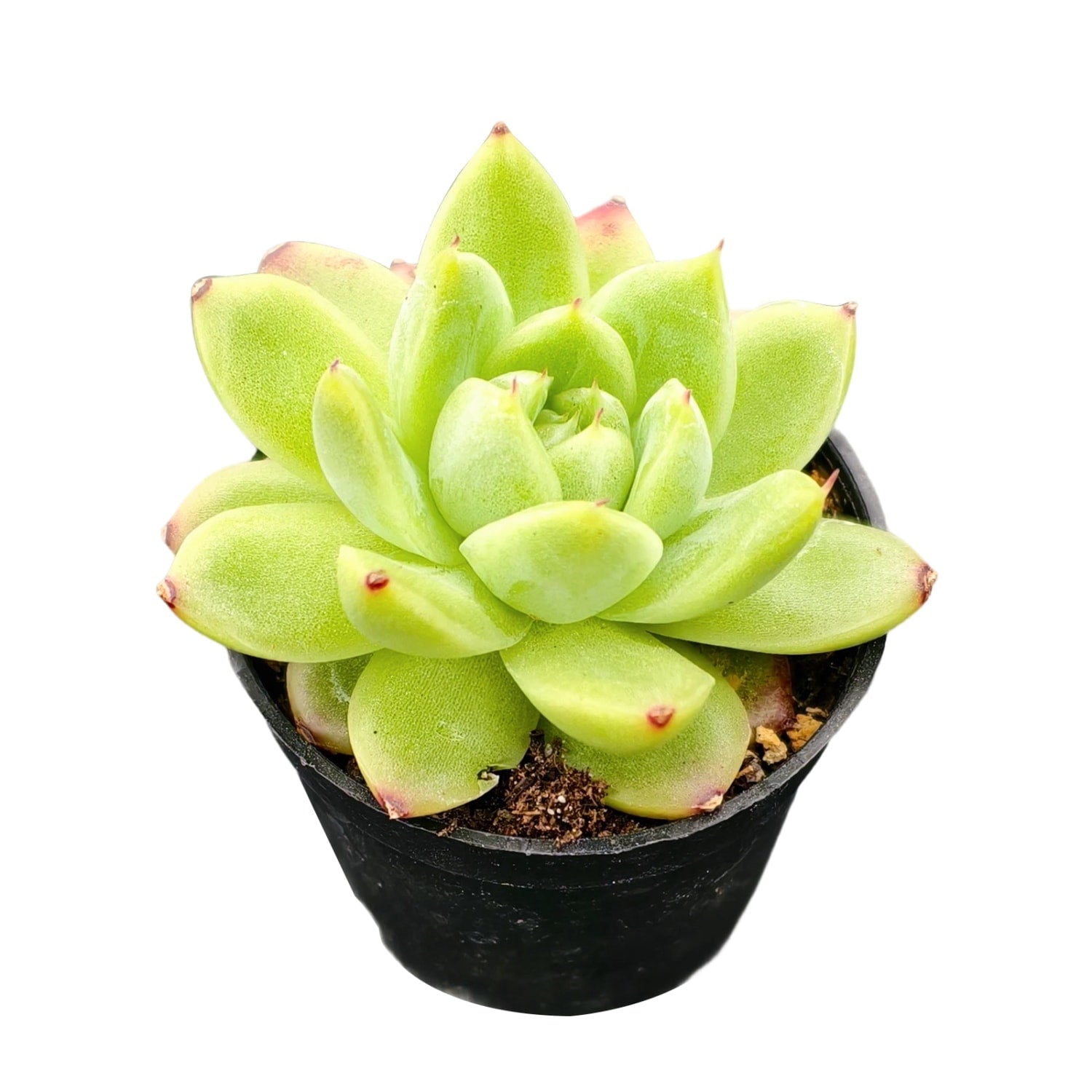 succulent blushing Echeveria 'Blushing Dawn’