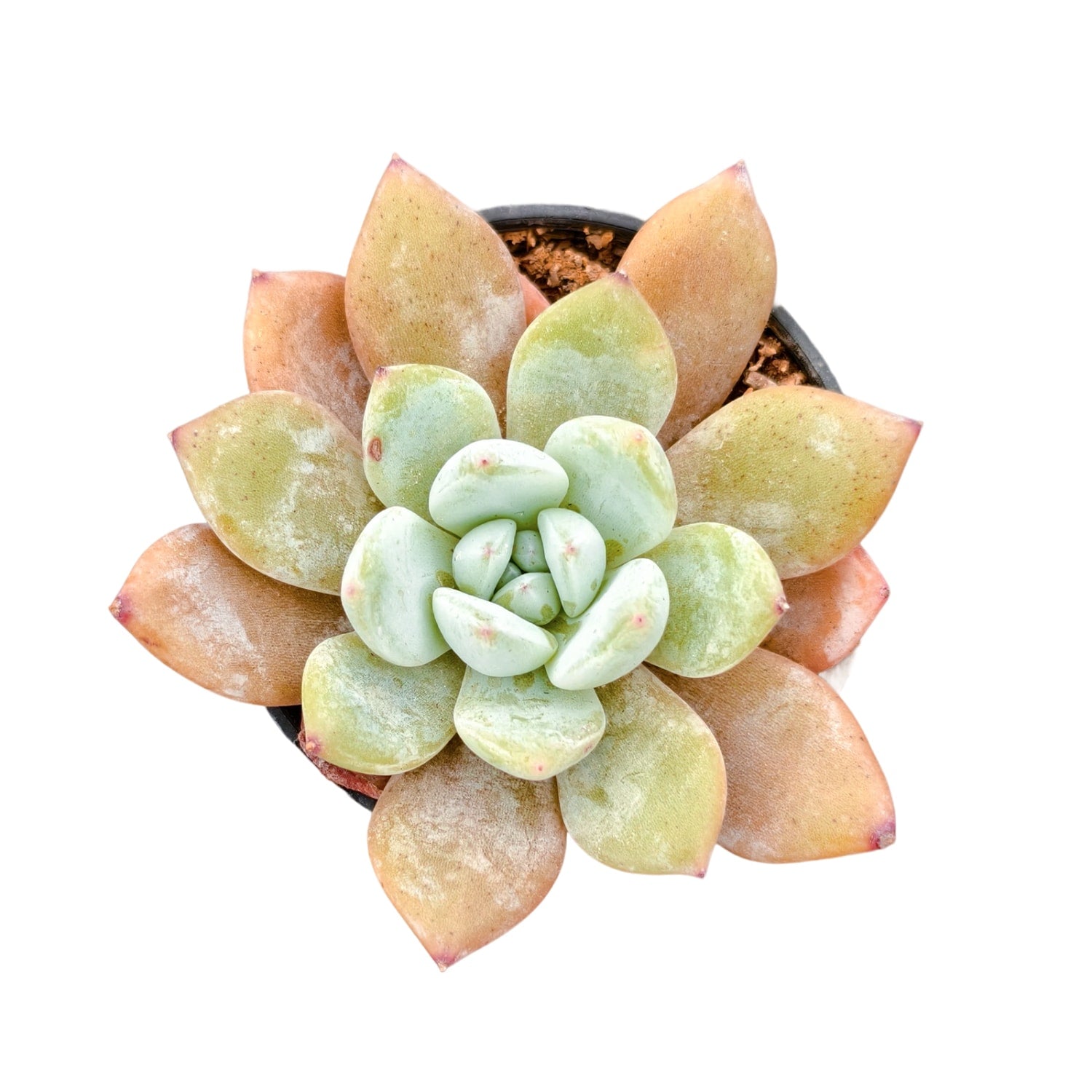 succulent candy Echeveria 'Candy Orange'