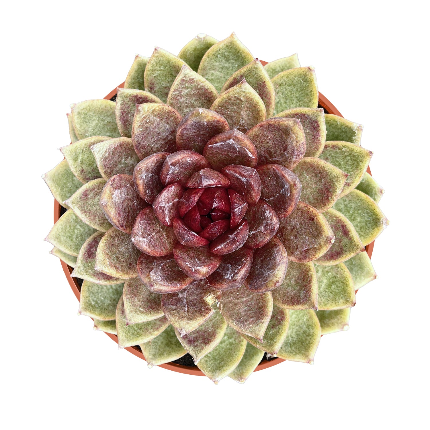 succulent: chocolate flava ii Echeveria 'Chocolate Mousse' (4 inch)