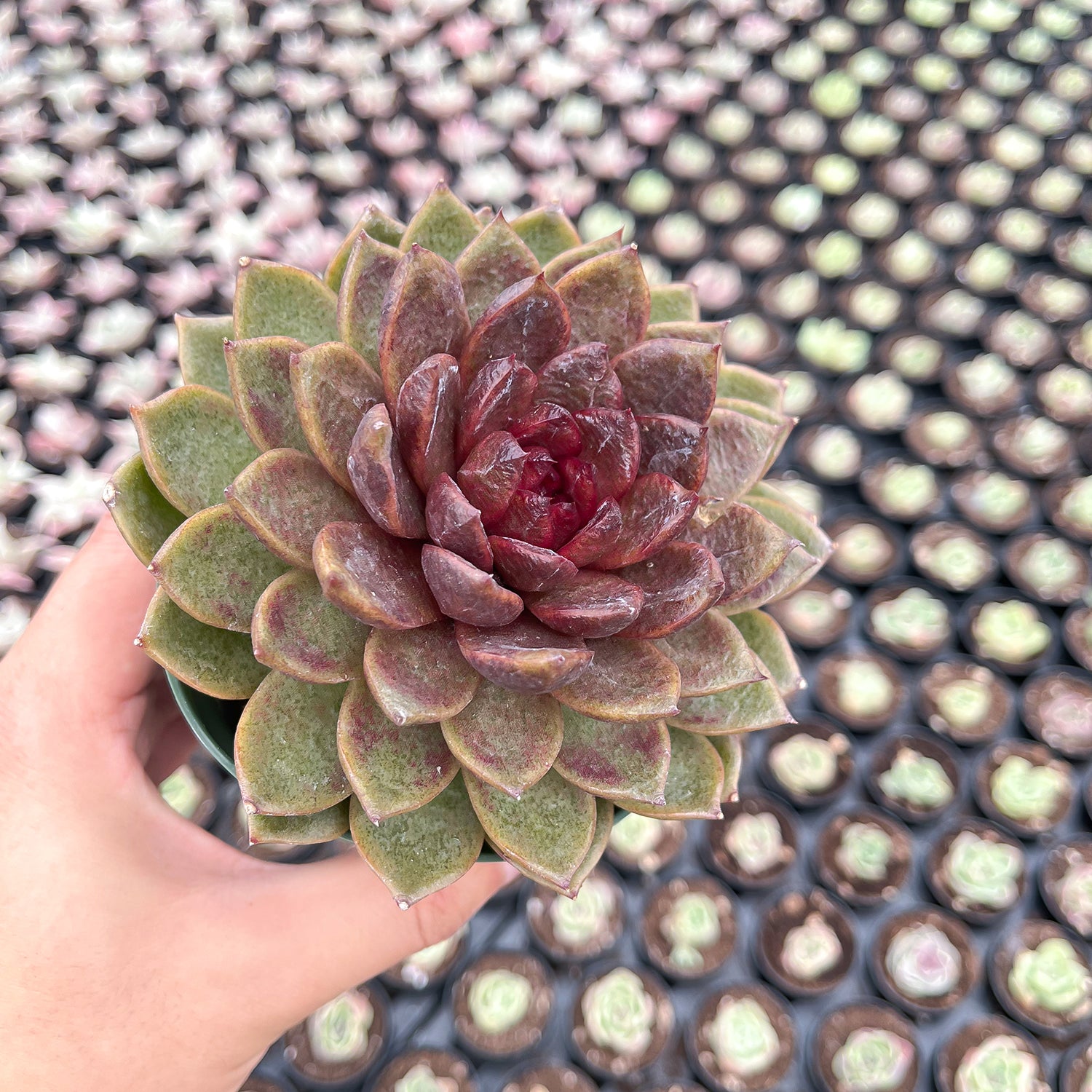 chocolate rose succulent Echeveria 'Chocolate Mousse' (4 inch)