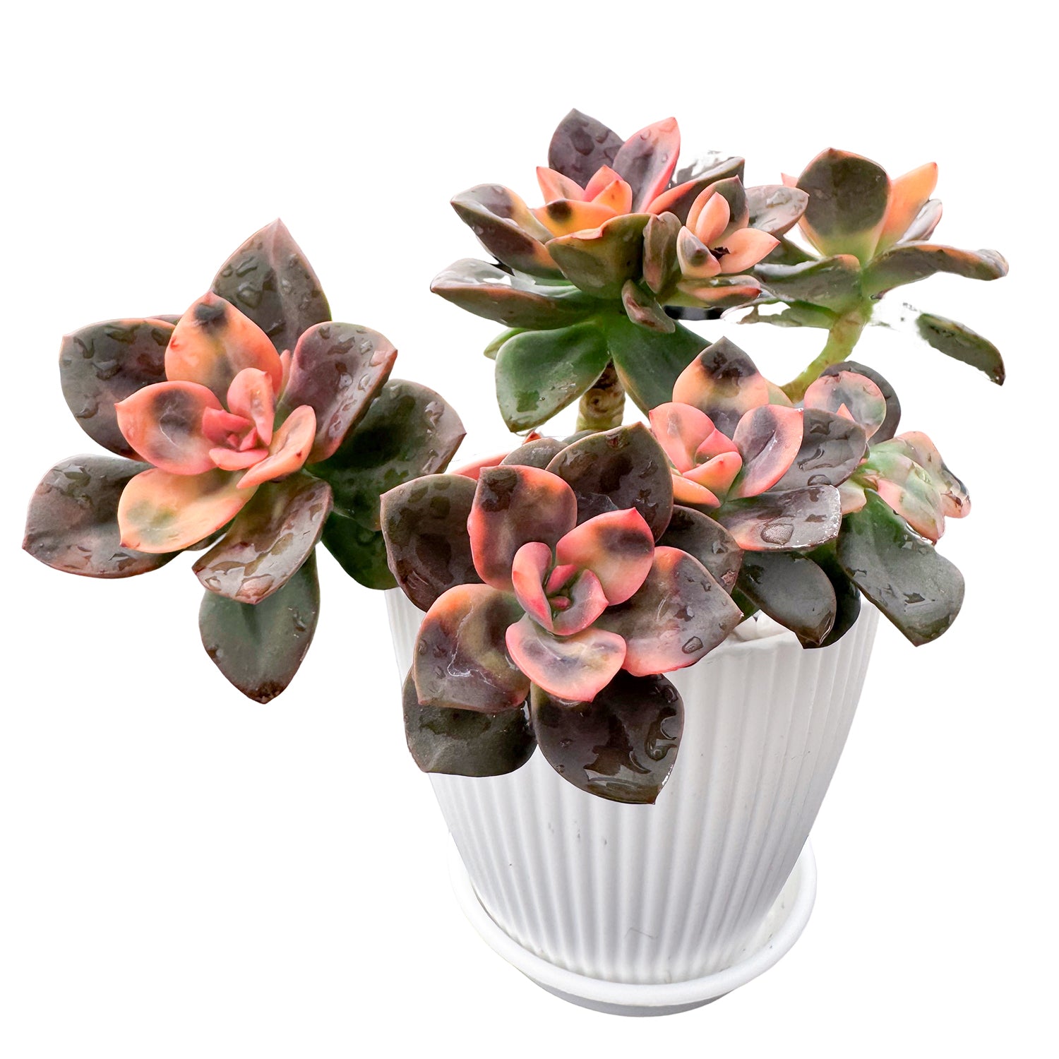 chroma succulent care Echeveria Chroma Cluster (4 inch)