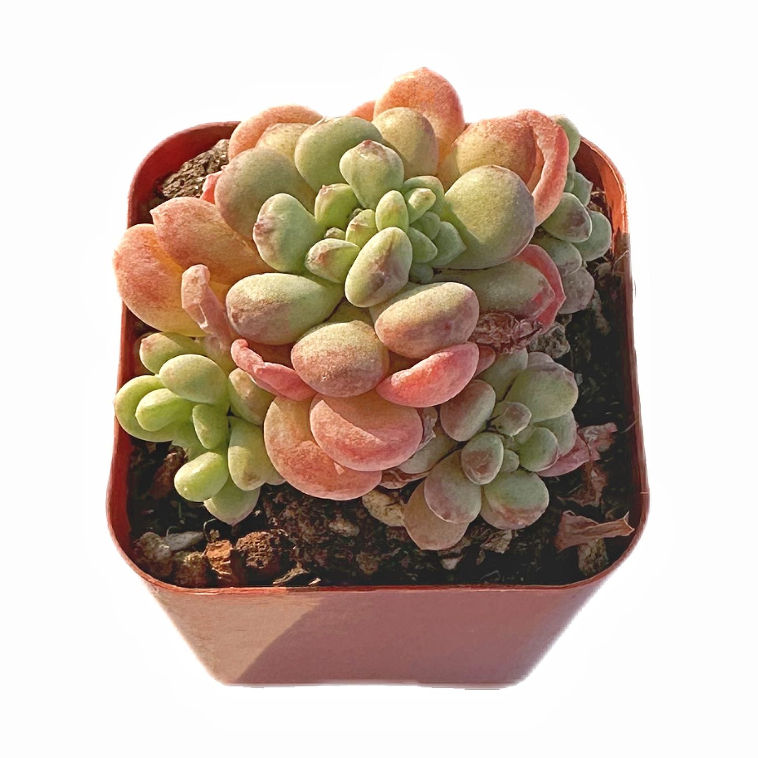 bean succulent Echeveria 'Cute Bean'