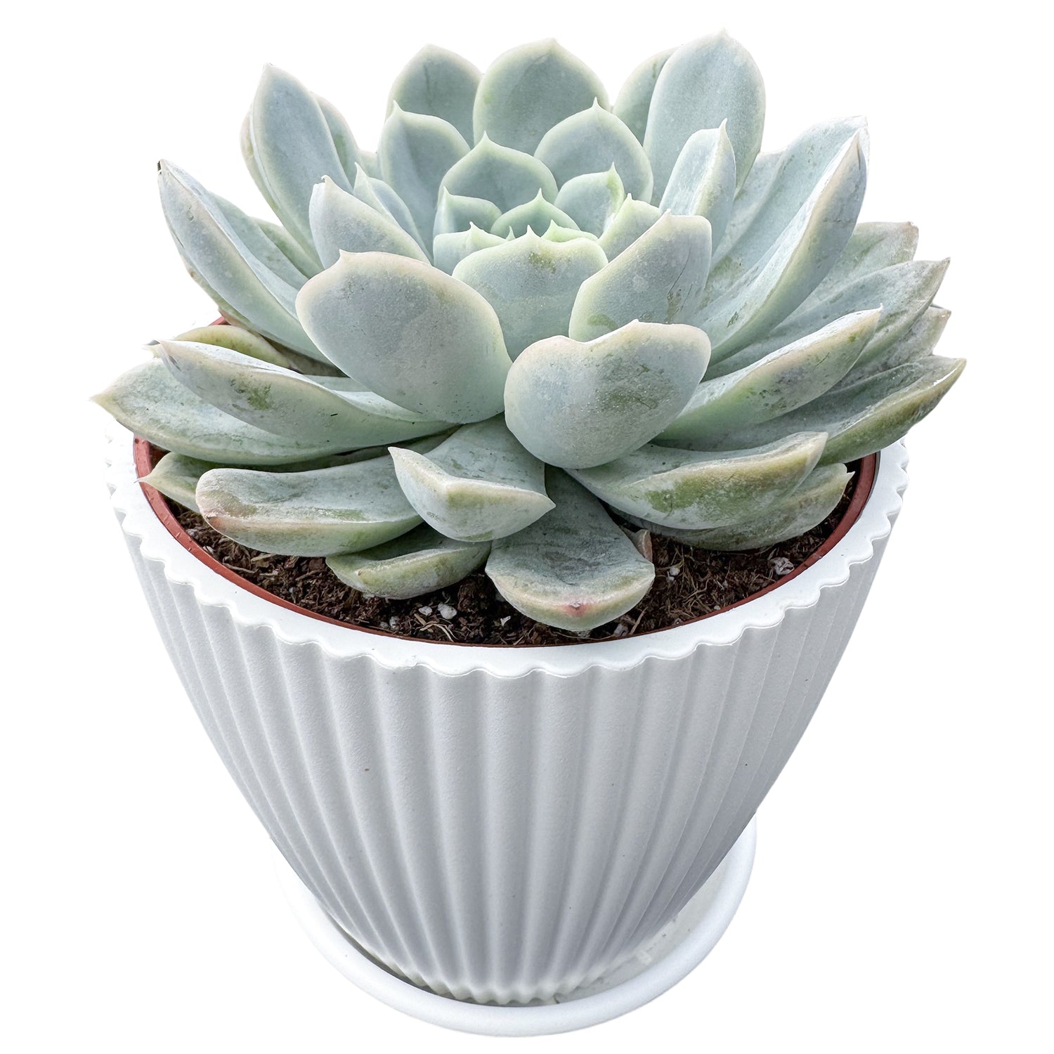 snowball succulent Echeveria Elegans (Mexican Snowball) (4 inch) Multi-head / Nursery pot