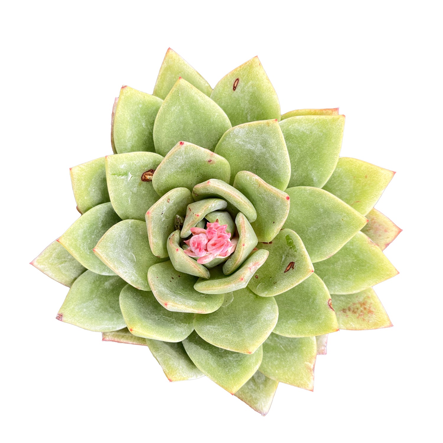 succulent german Echeveria 'German Champagne' (4 inch)