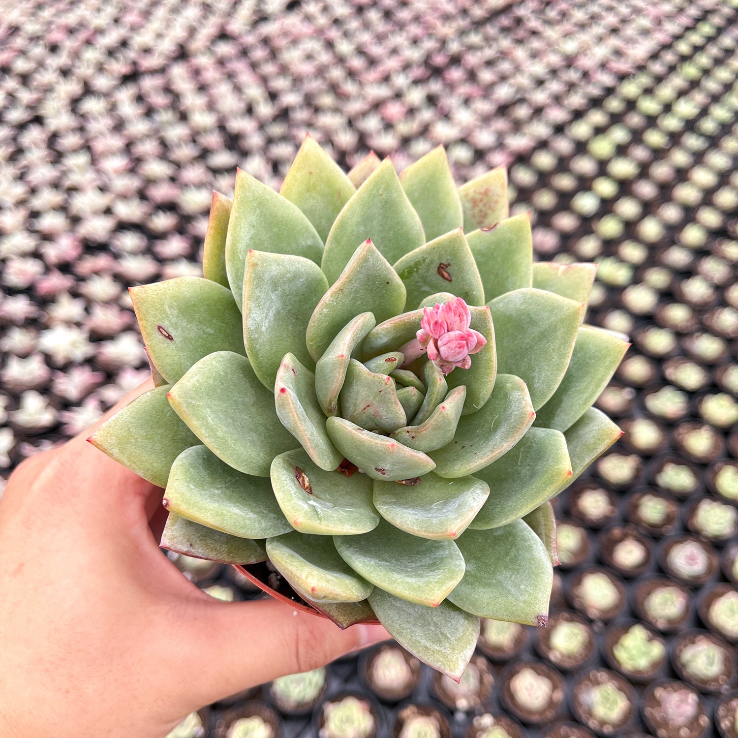 german champagne succulent Echeveria 'German Champagne' (4 inch)