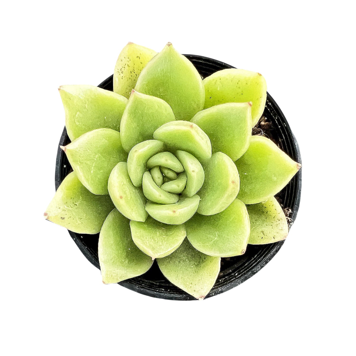 gilva succulent Echeveria 'Gilva'
