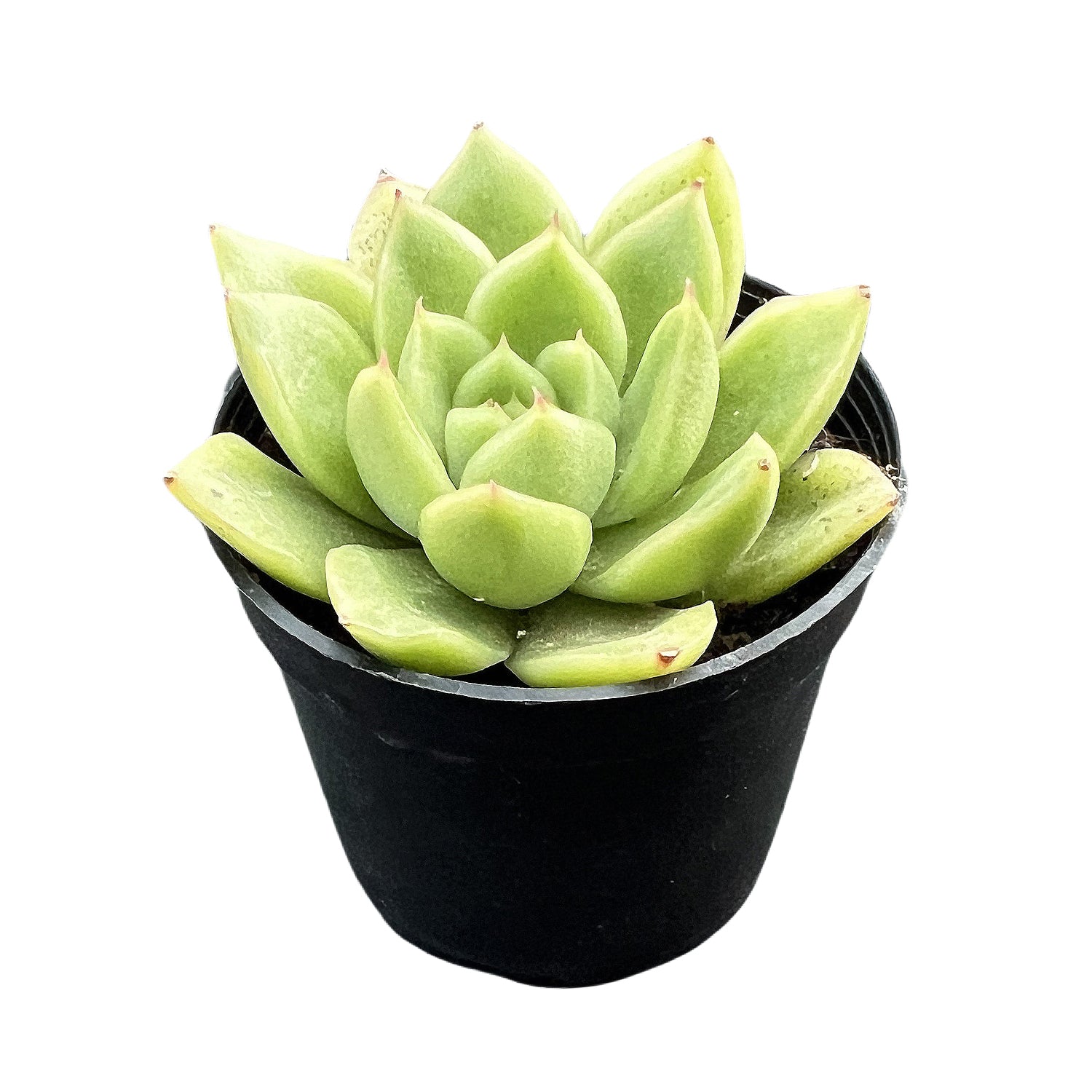 gilva succulent Echeveria 'Gilva' – Thenextgardener