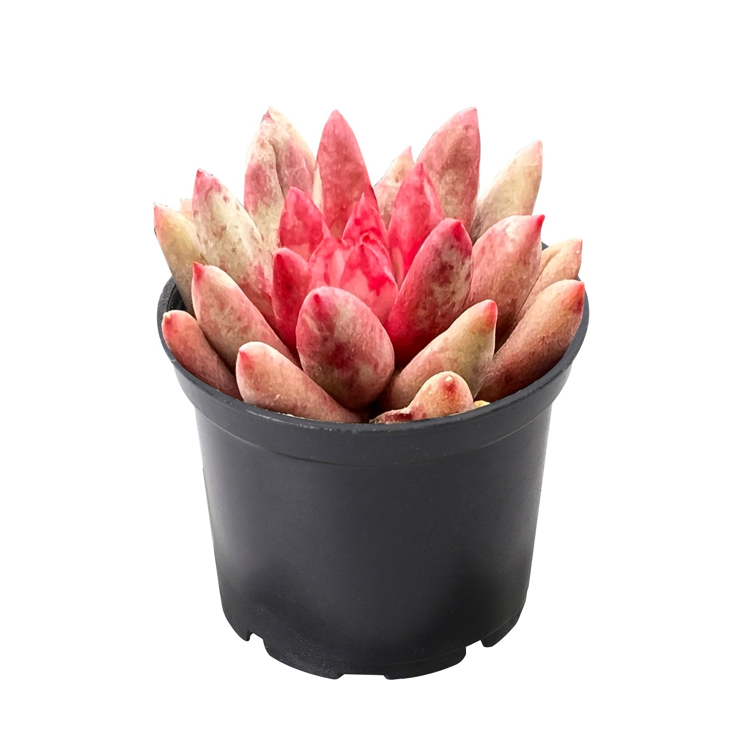 goldfish succulent plant Echeveria Goldfish
