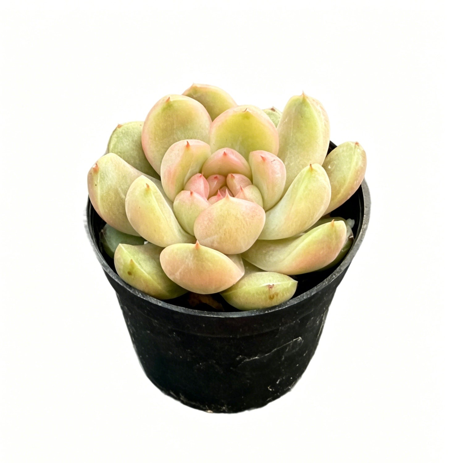 succulent grape plant Echeveria 'Green Grape' – Thenextgardener