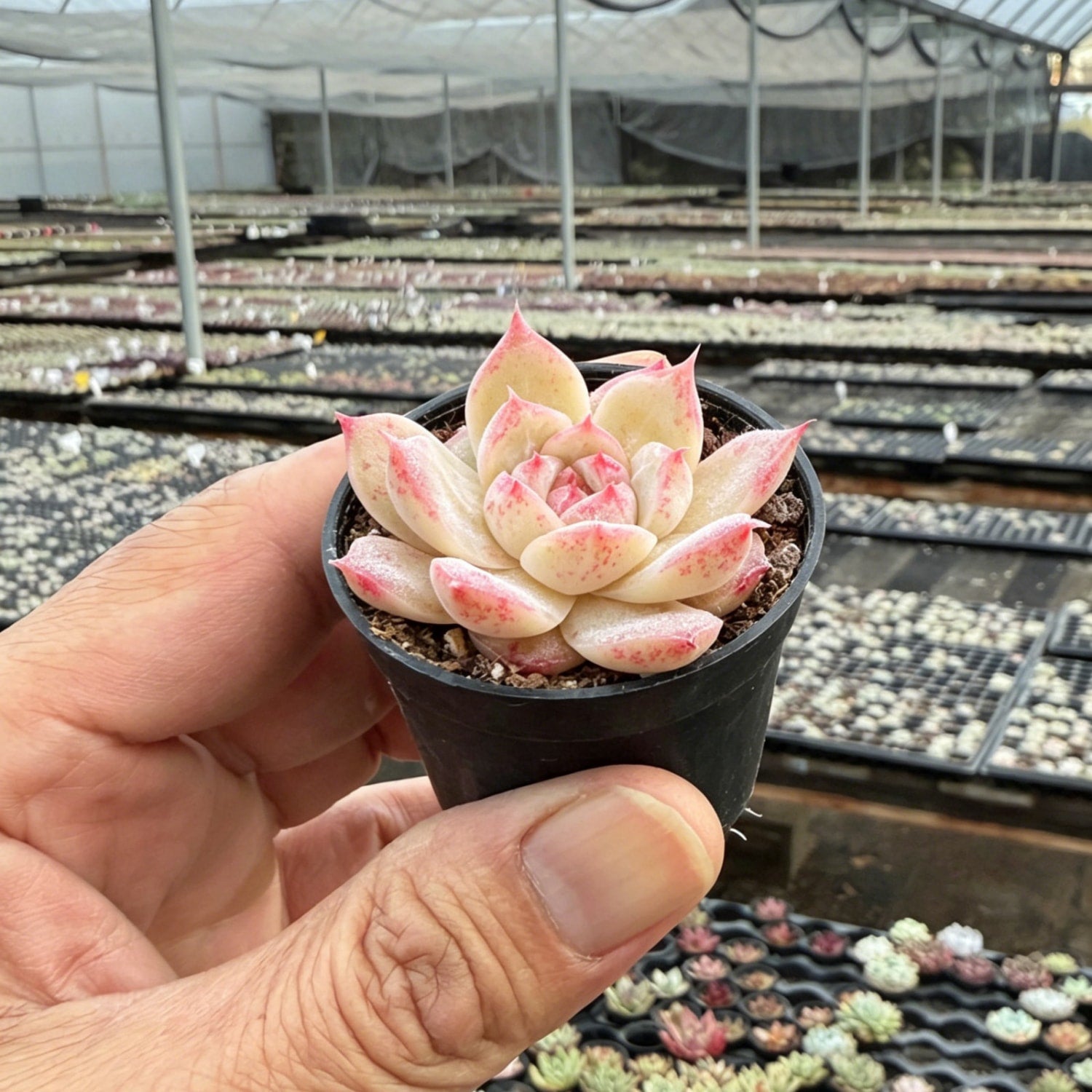 heart succulent echeveria cheyenne Echeveria 'Heart Green' – Thenextgardener