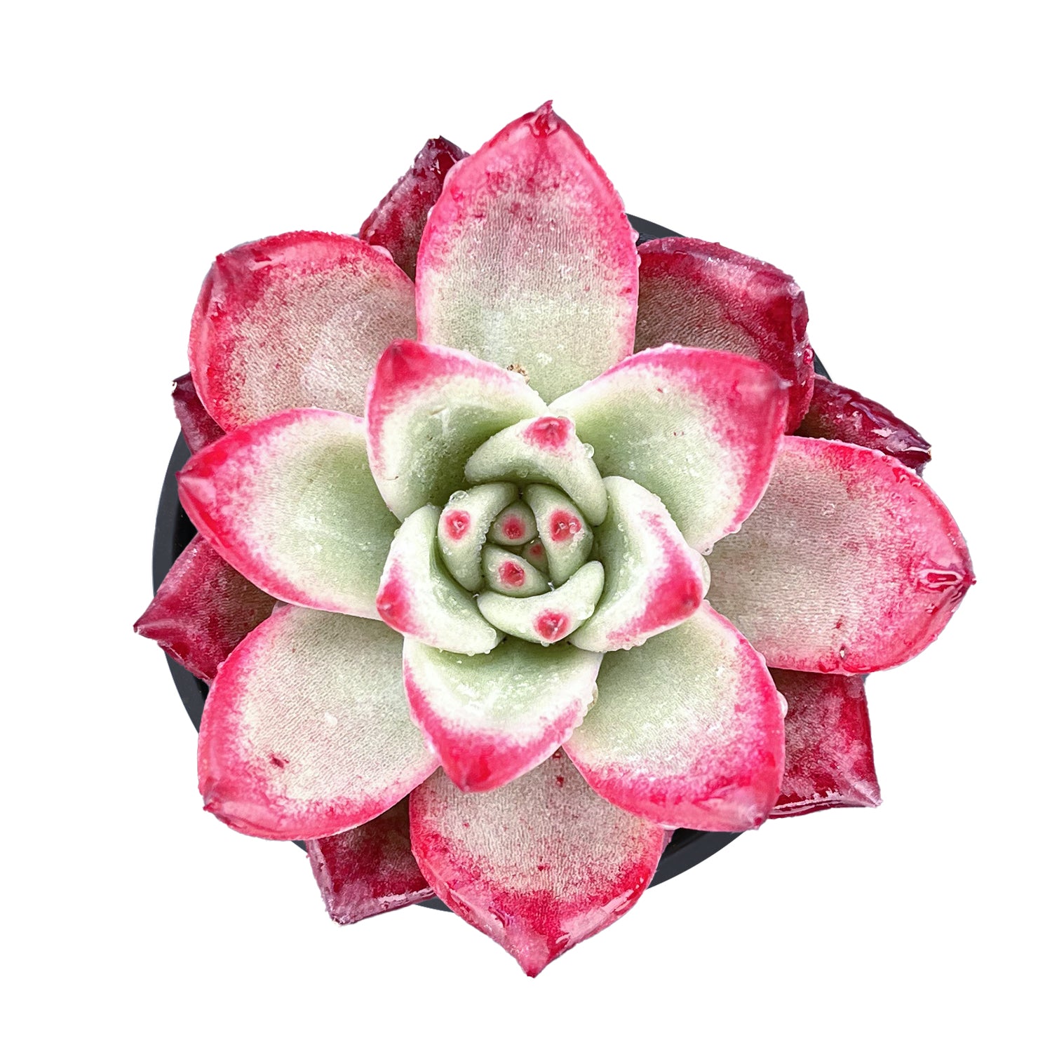 sweet succulent cherry Echeveria Japanese Pink Cherry