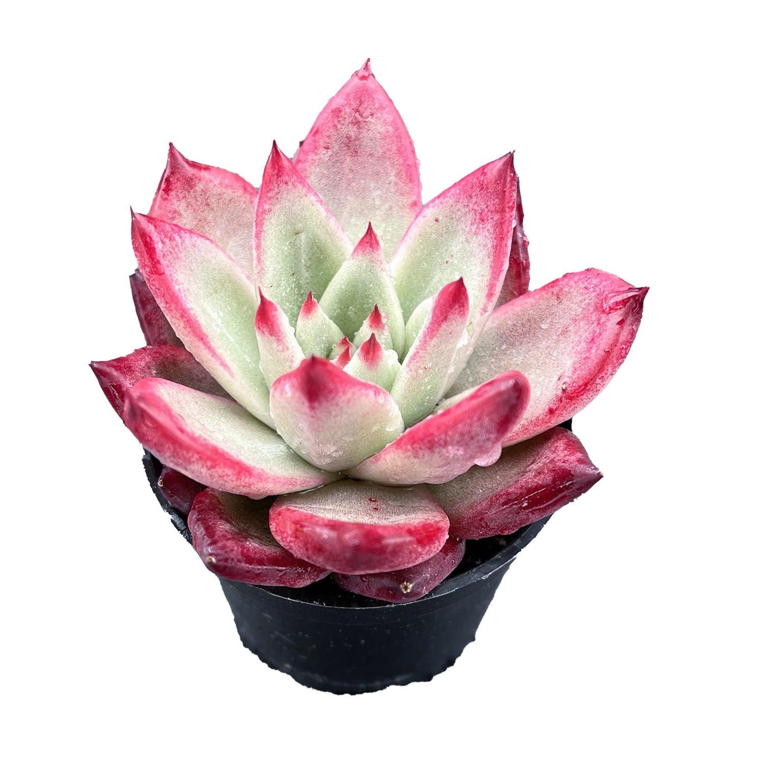 sweet succulent cherry Echeveria Japanese Pink Cherry