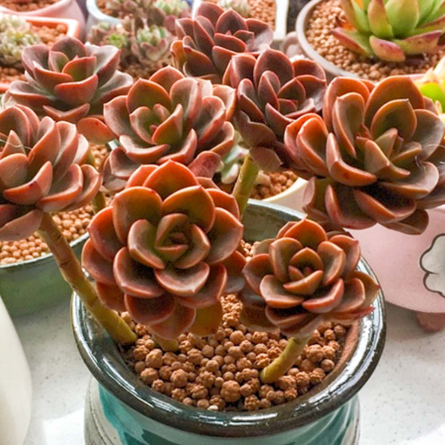 echeveria melaco succulent Echeveria 'Melaco' Rosette Succulent Plant