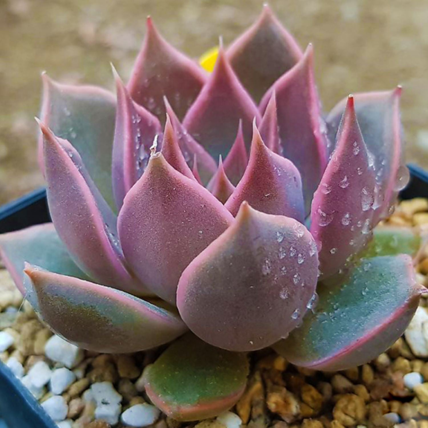 mensa succulent Echeveria 'Mensa'