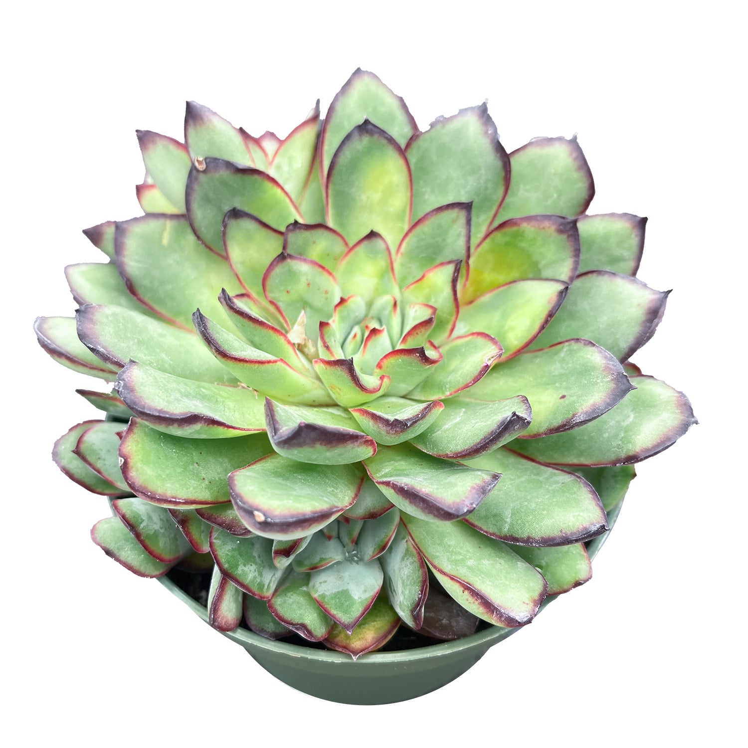 mexican succulent plant Echeveria Mexican pulidonis (4 inch)