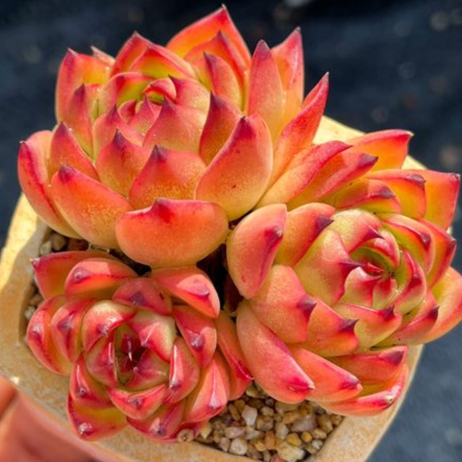flat moonstone succulent Echeveria 'Moon Stone'